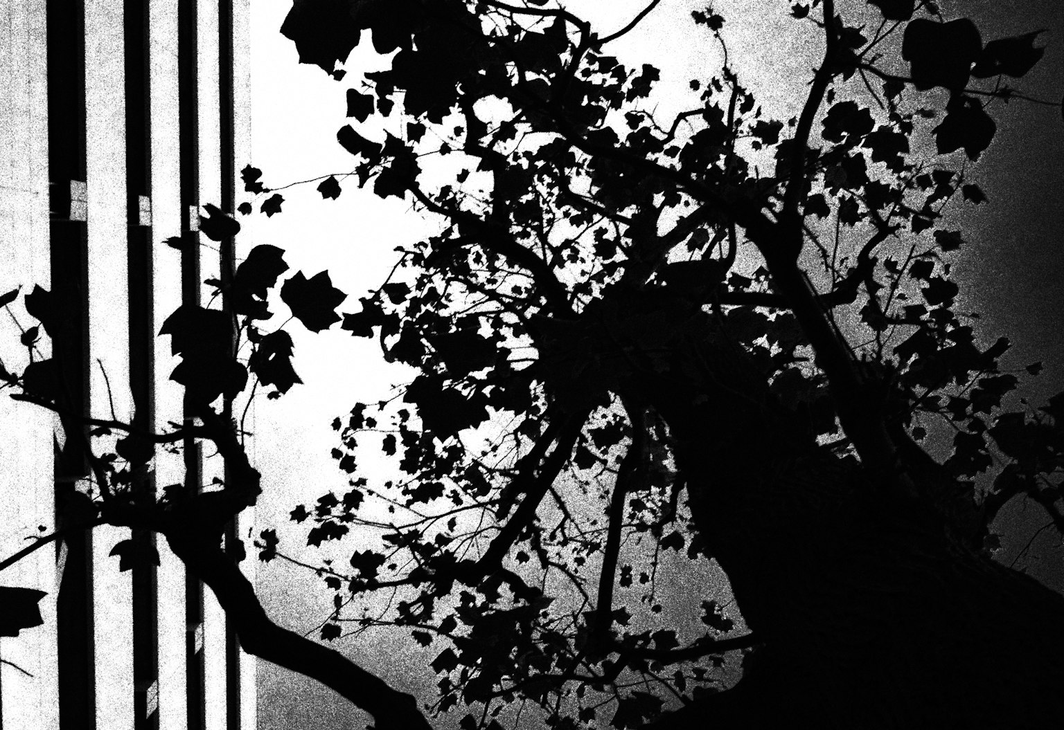 Contrast of silhouetted tree and building