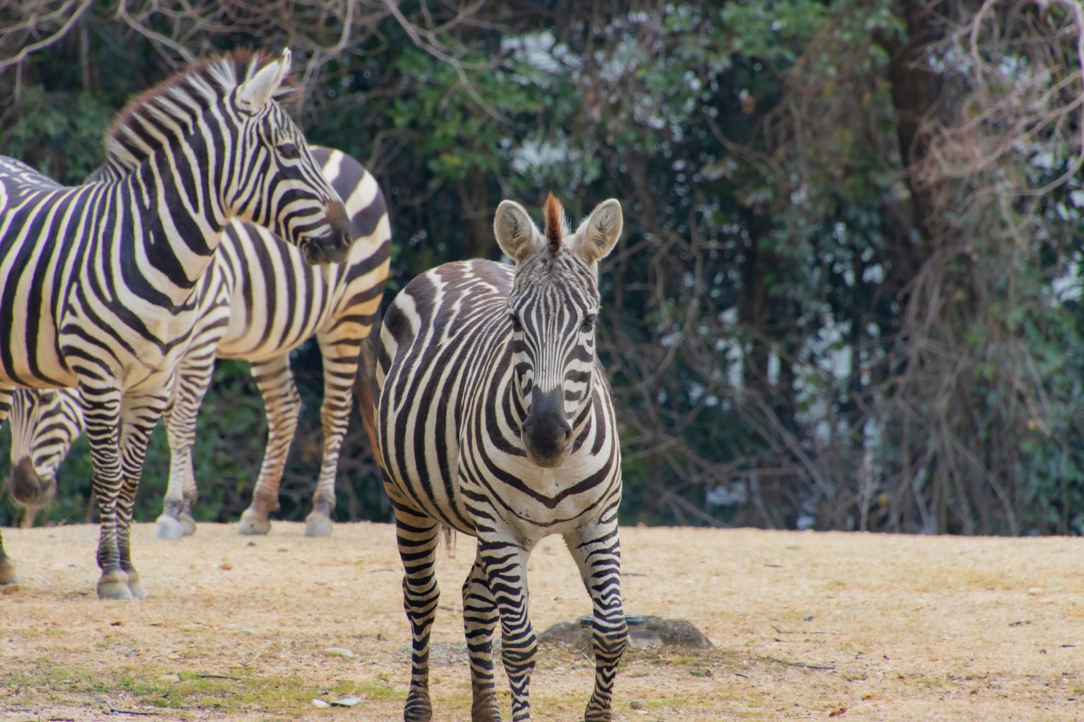 Ein Zebra steht auf dem Gras mit Bäumen im Hintergrund