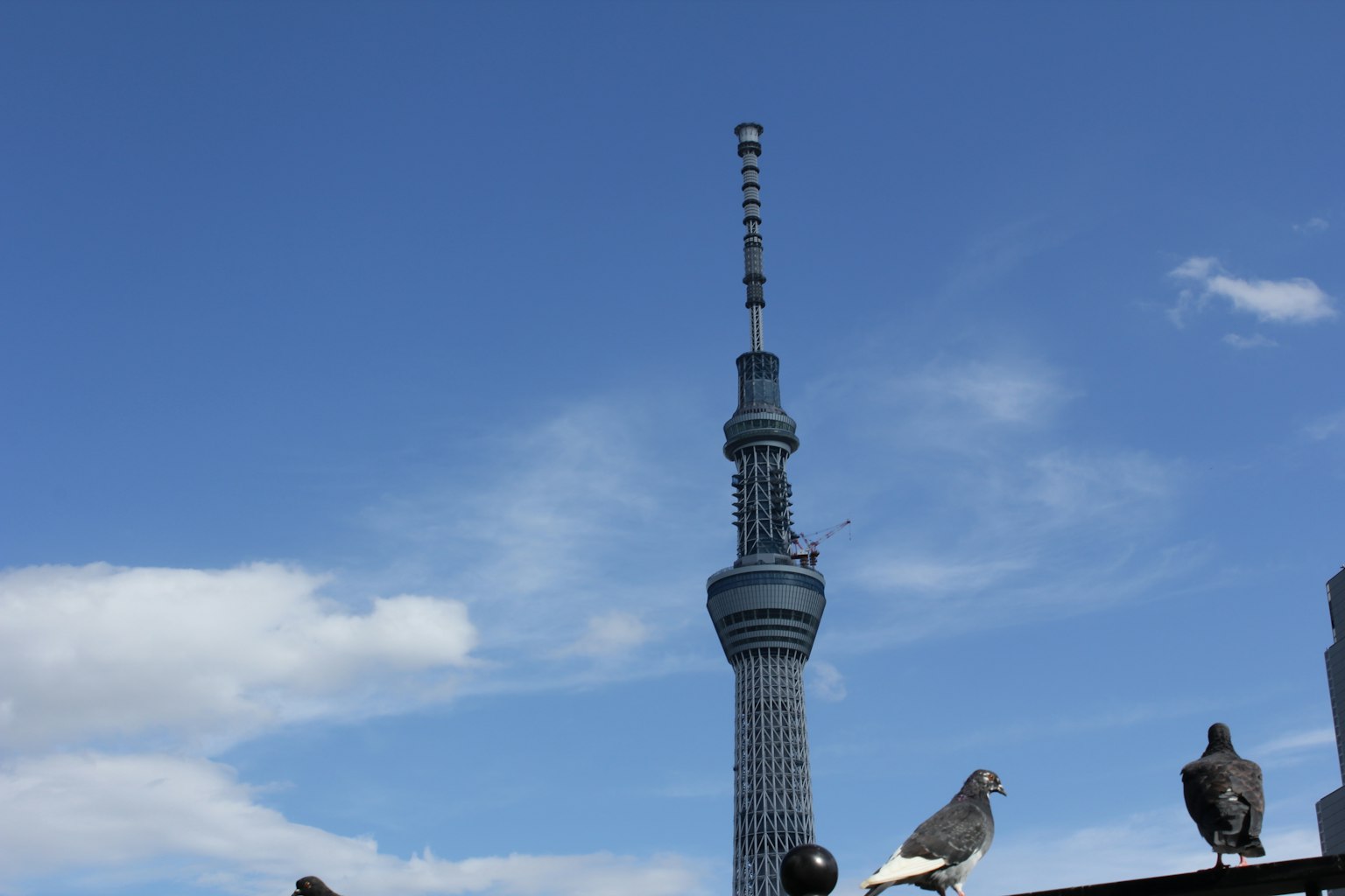 东京晴空下的东京晴空塔和鸽子