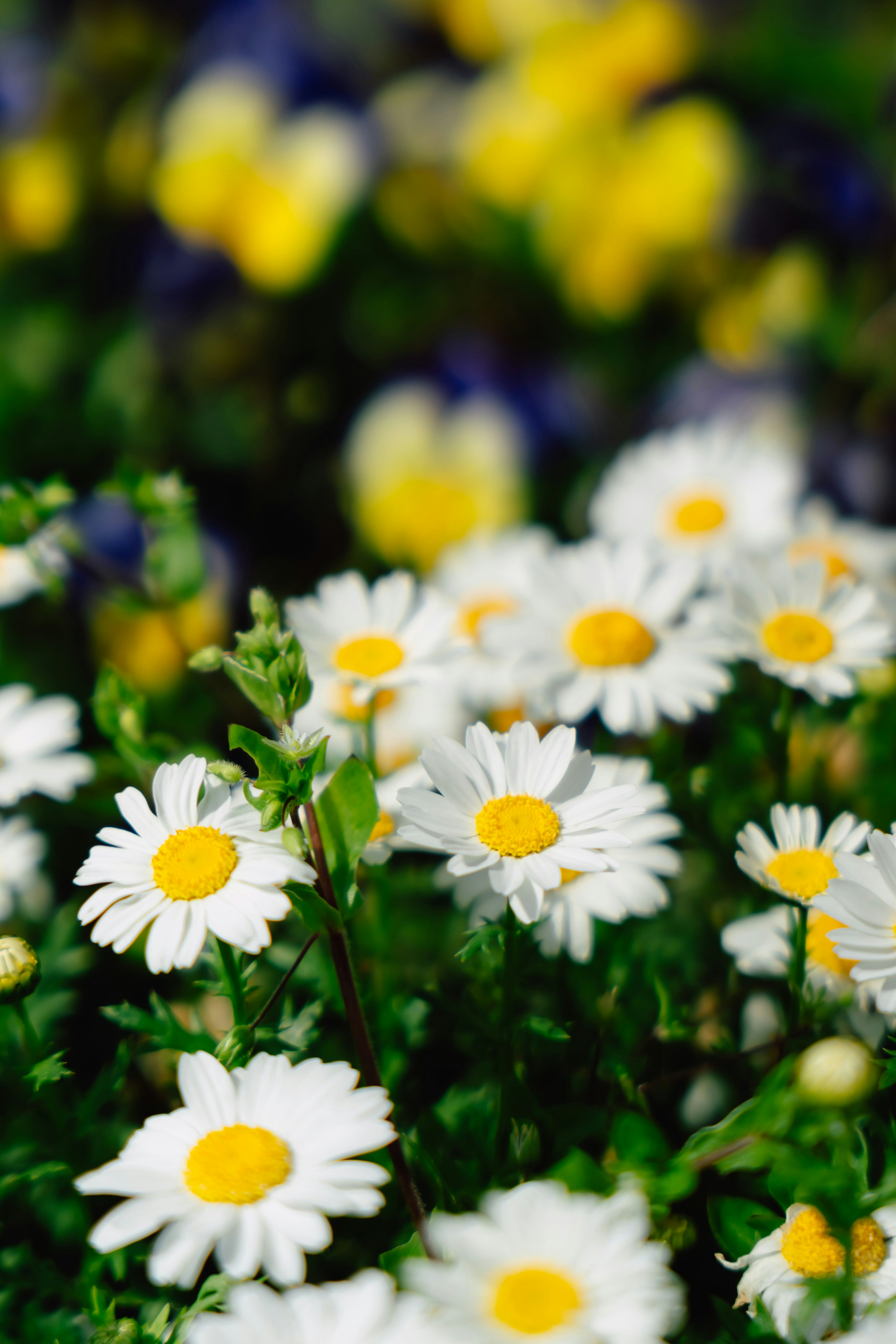 白い花が咲く春の花畑