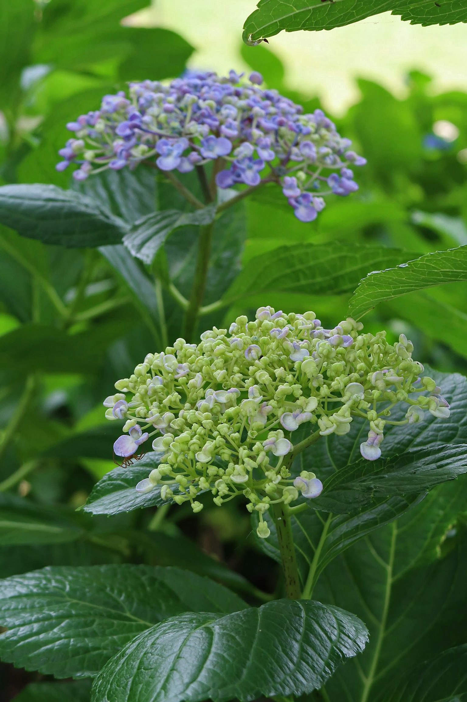 Hydrangea flowers in purple and green blooming among lush green leaves
