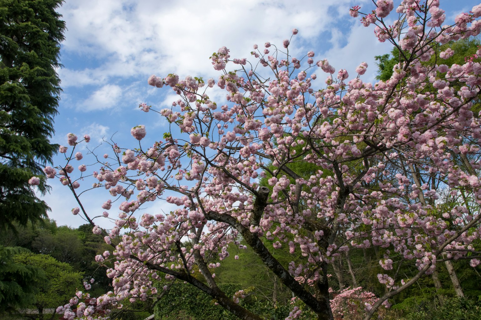 Albero di ciliegio con fiori rosa contro un cielo blu