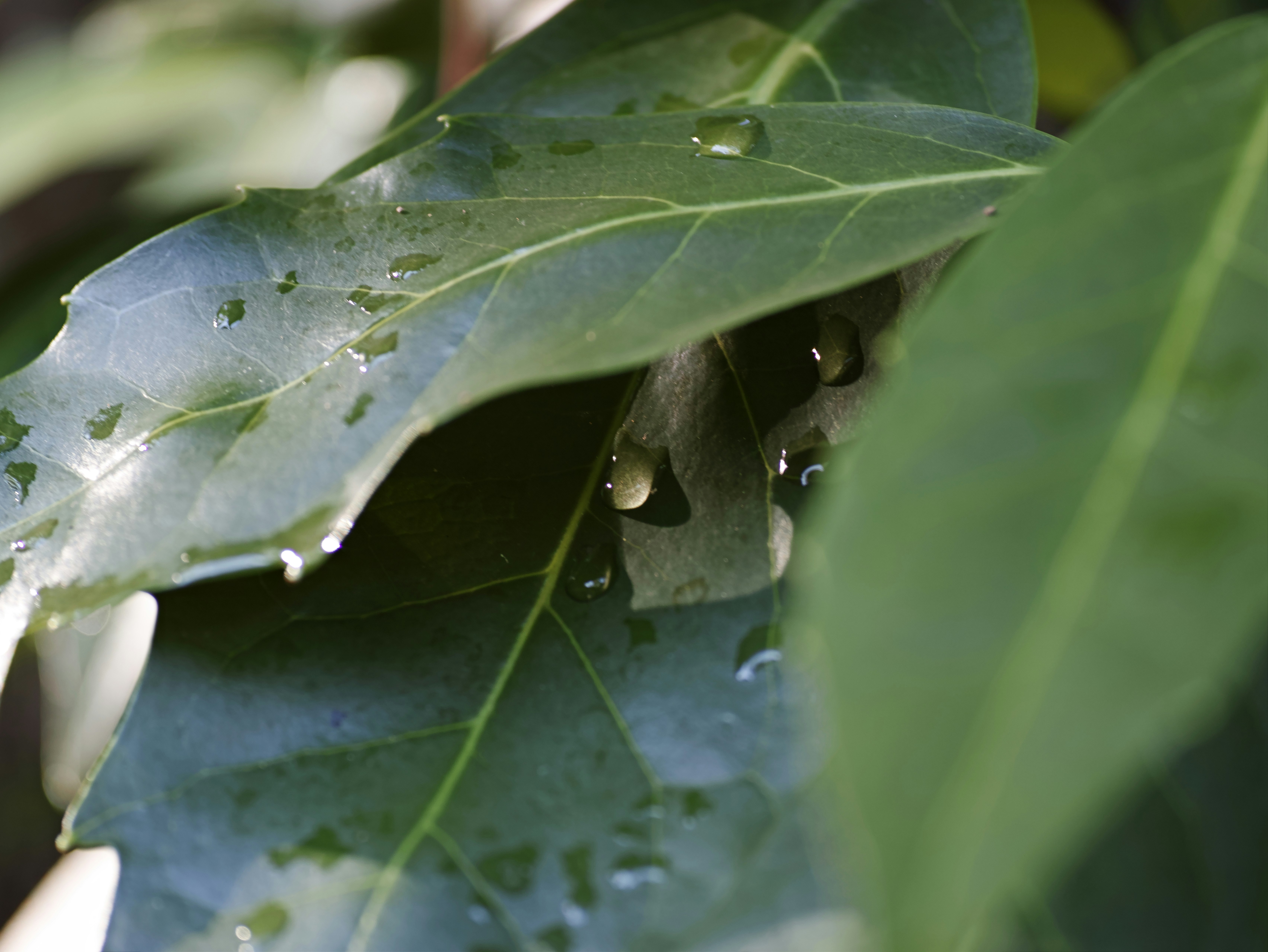 Close-up of plant leaves with water droplets and tiny insects