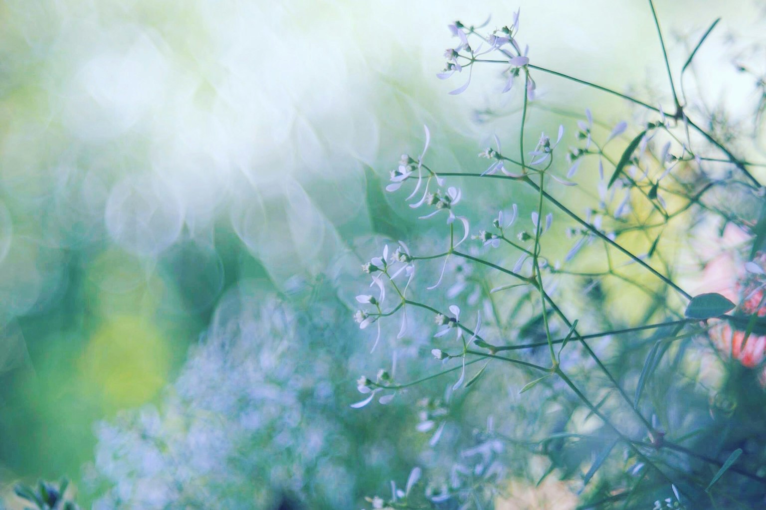 ดอกไม้สีน้ำเงินที่มีแสงสว่างอ่อนๆ พร้อมพื้นหลังสีเขียวเบลอ