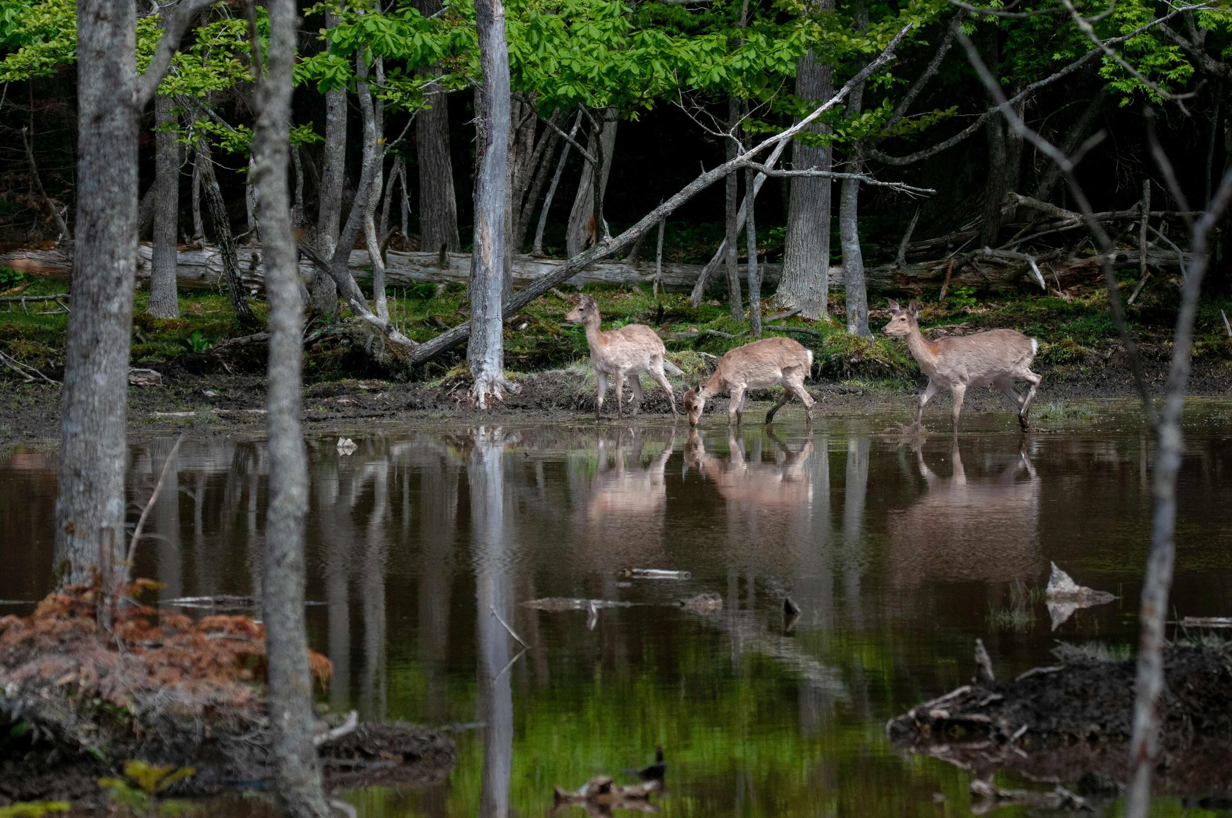 un groupe de cerfs rassemblés près d’un étang parmi les arbres