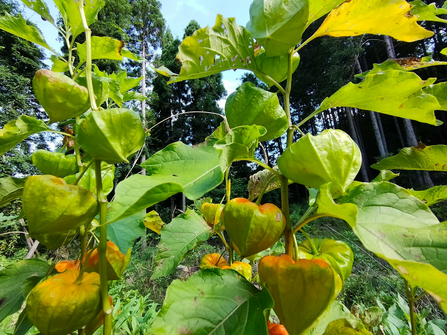 Planta de fisalis con frutos naranjas rodeados de hojas verdes