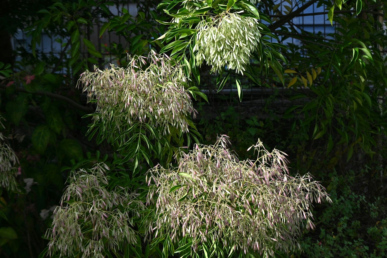 特写植物，具有浅绿色的叶子和白色的花