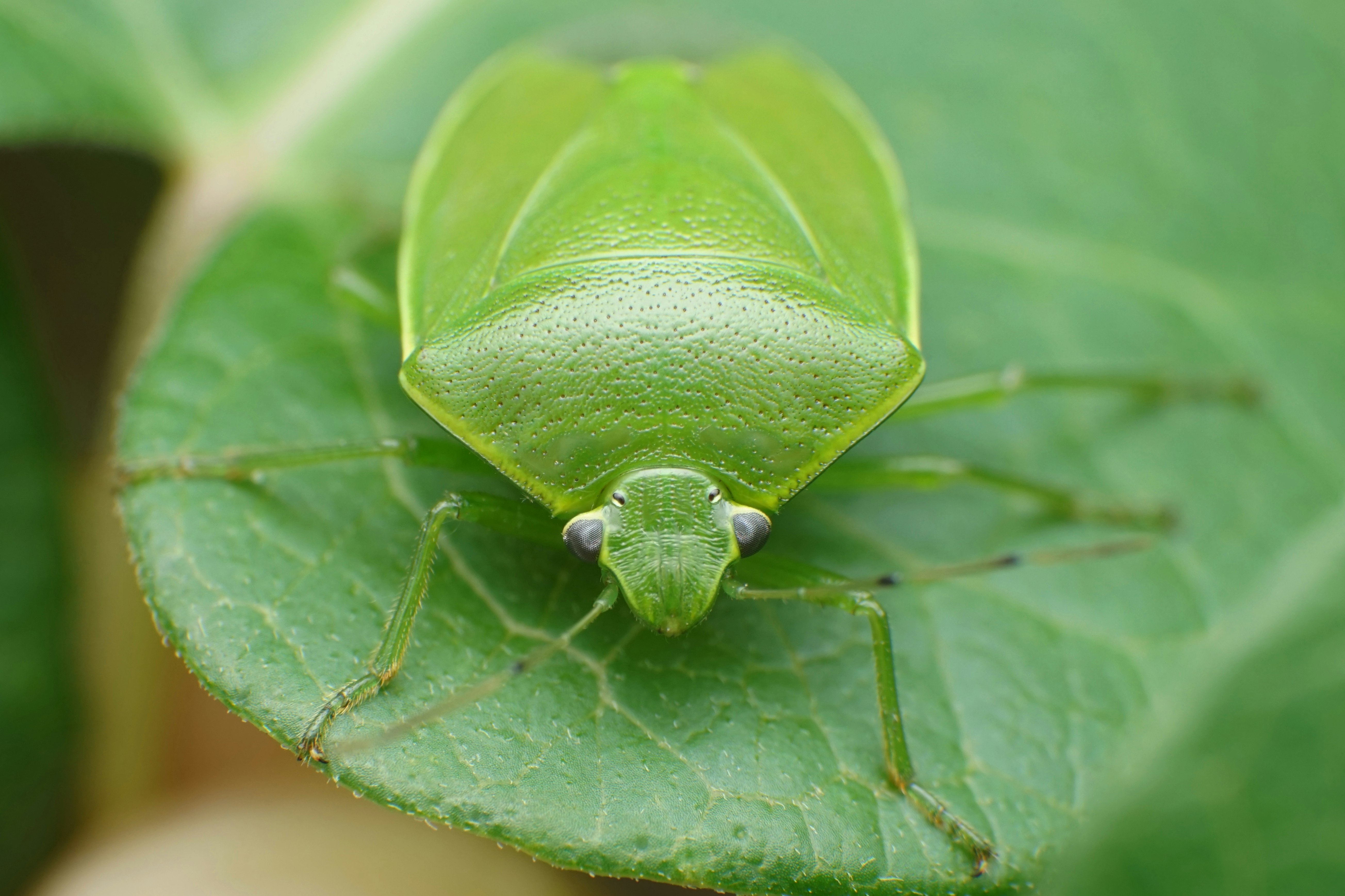 Punaise à l’aspect brillant bleu-vert posée sur une feuille image