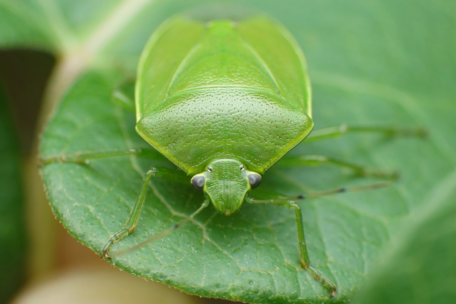 Gros plan d'un insecte vert sur une feuille verte
