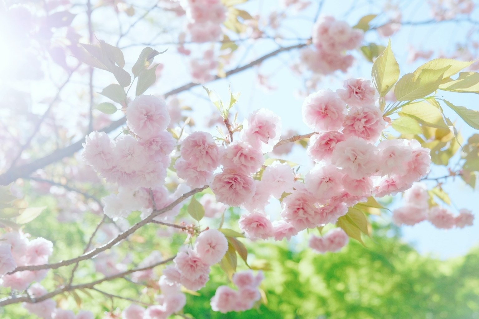 樱花树枝的特写，粉色花朵，明亮背景与柔和的绿色