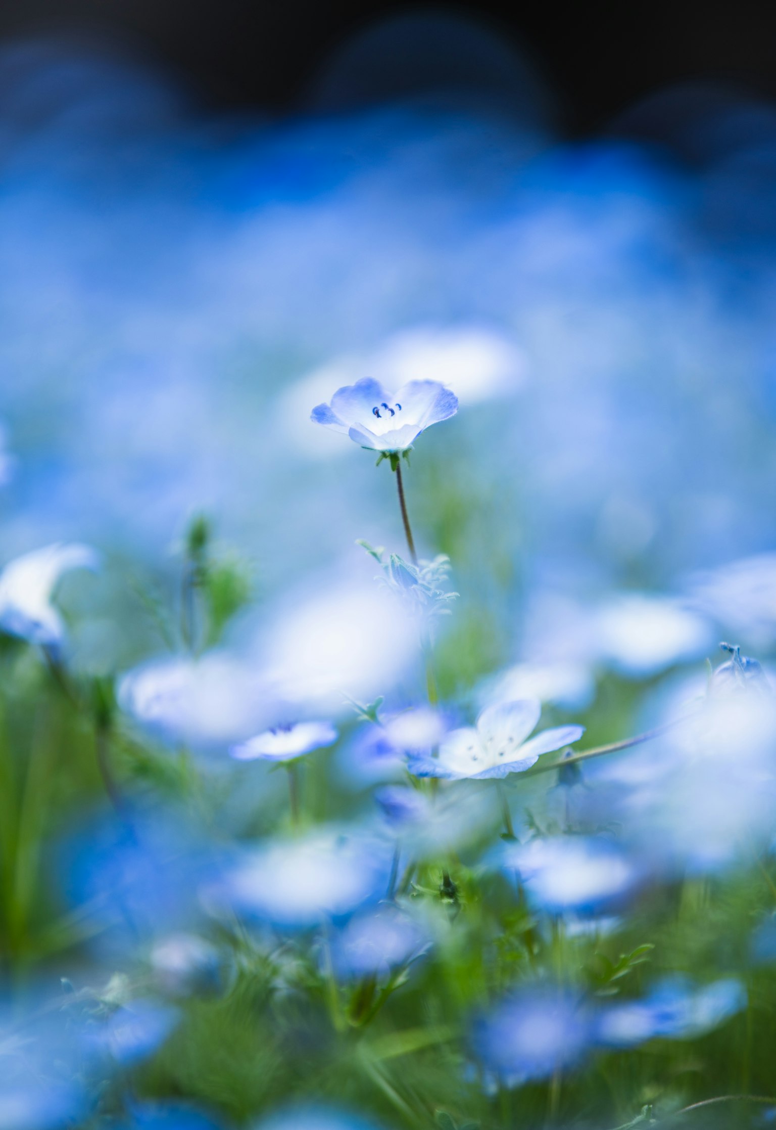 Blurred image of a field of blue flowers in bloom