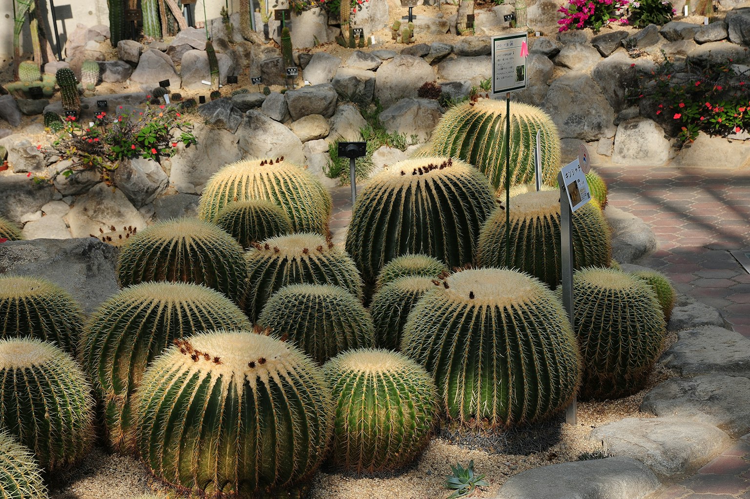Un paysage avec des cactus ronds dans un jardin