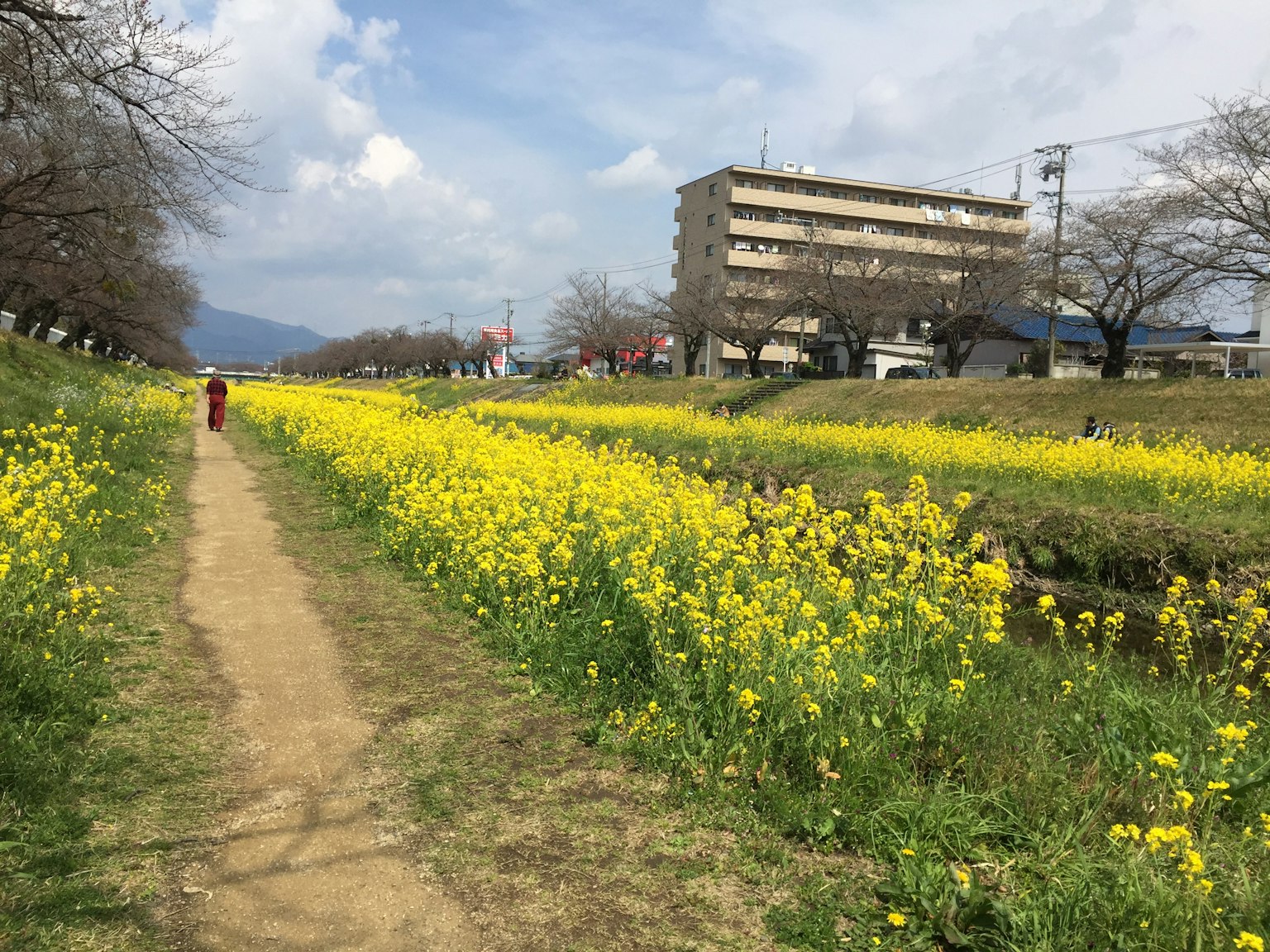 Campo de flores de colza amarillas a lo largo de un sendero junto al río bajo un cielo azul