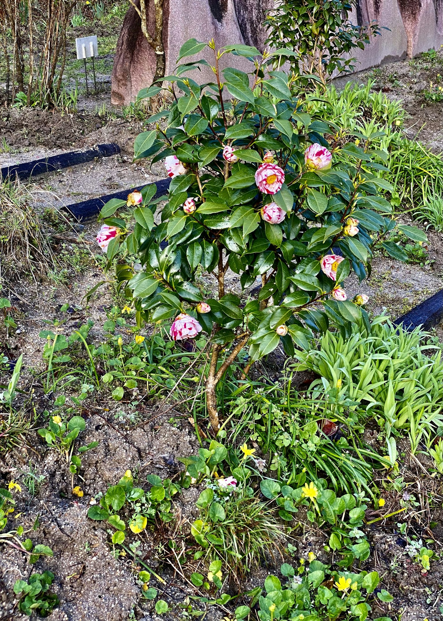 Petit arbre avec des fleurs colorées et des plantes vertes