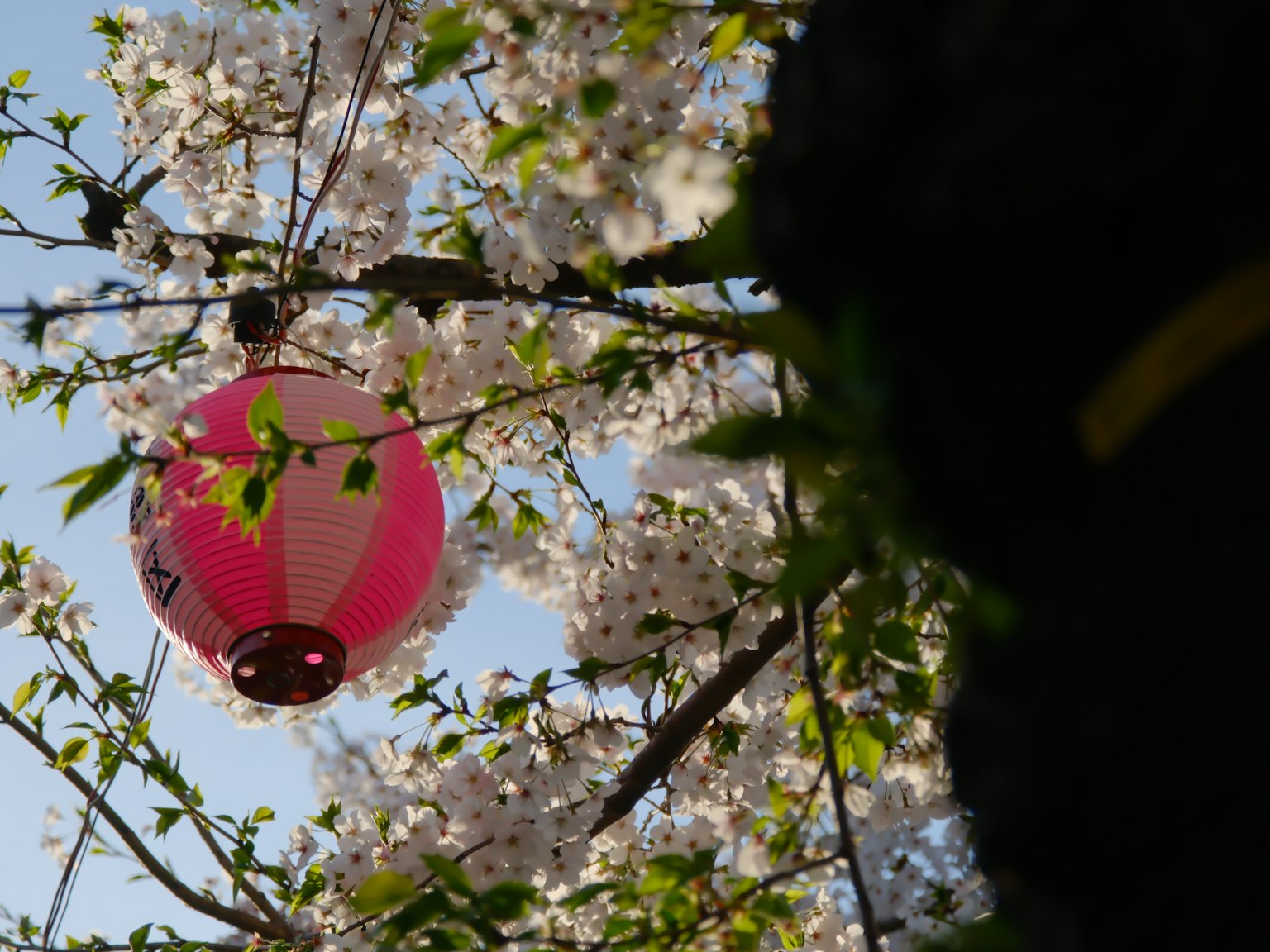 Flores de cerezo y una linterna rosa contra un cielo azul