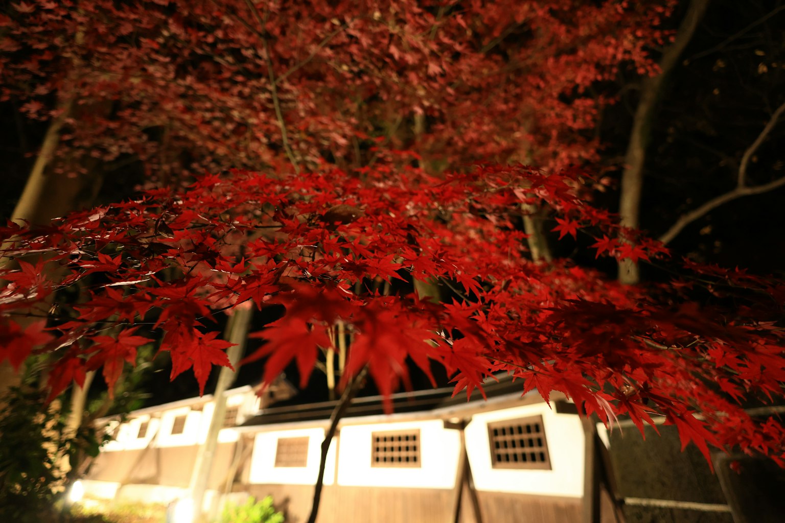 Vista notturna di foglie di acero rosse vivaci in un giardino giapponese