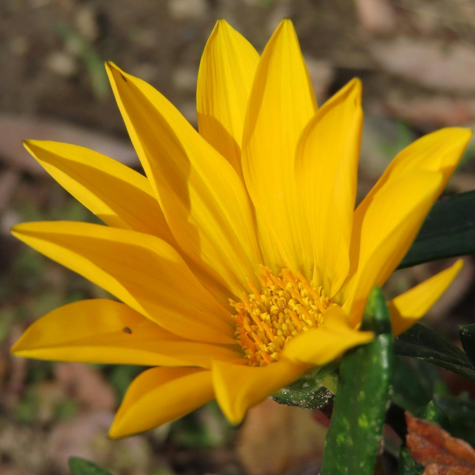 Close-up of a flower with vibrant yellow petals and prominent yellow stamens at the center