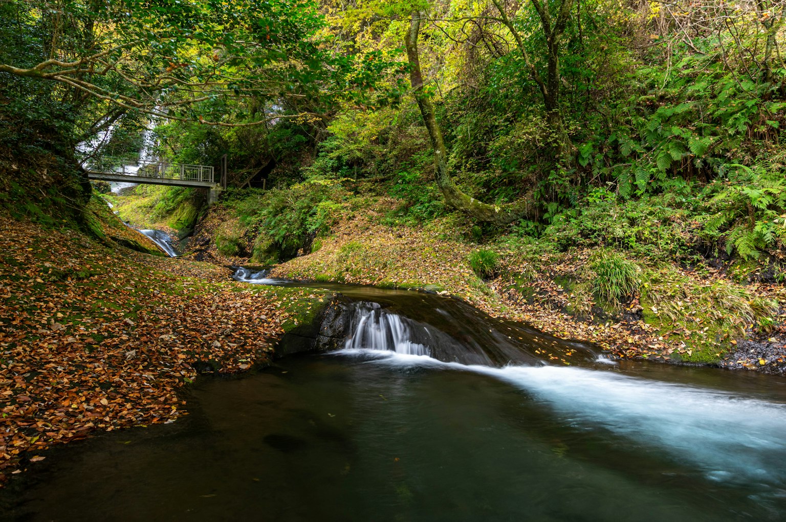 Vista escénica de un arroyo que fluye a través de un bosque frondoso con una cascada