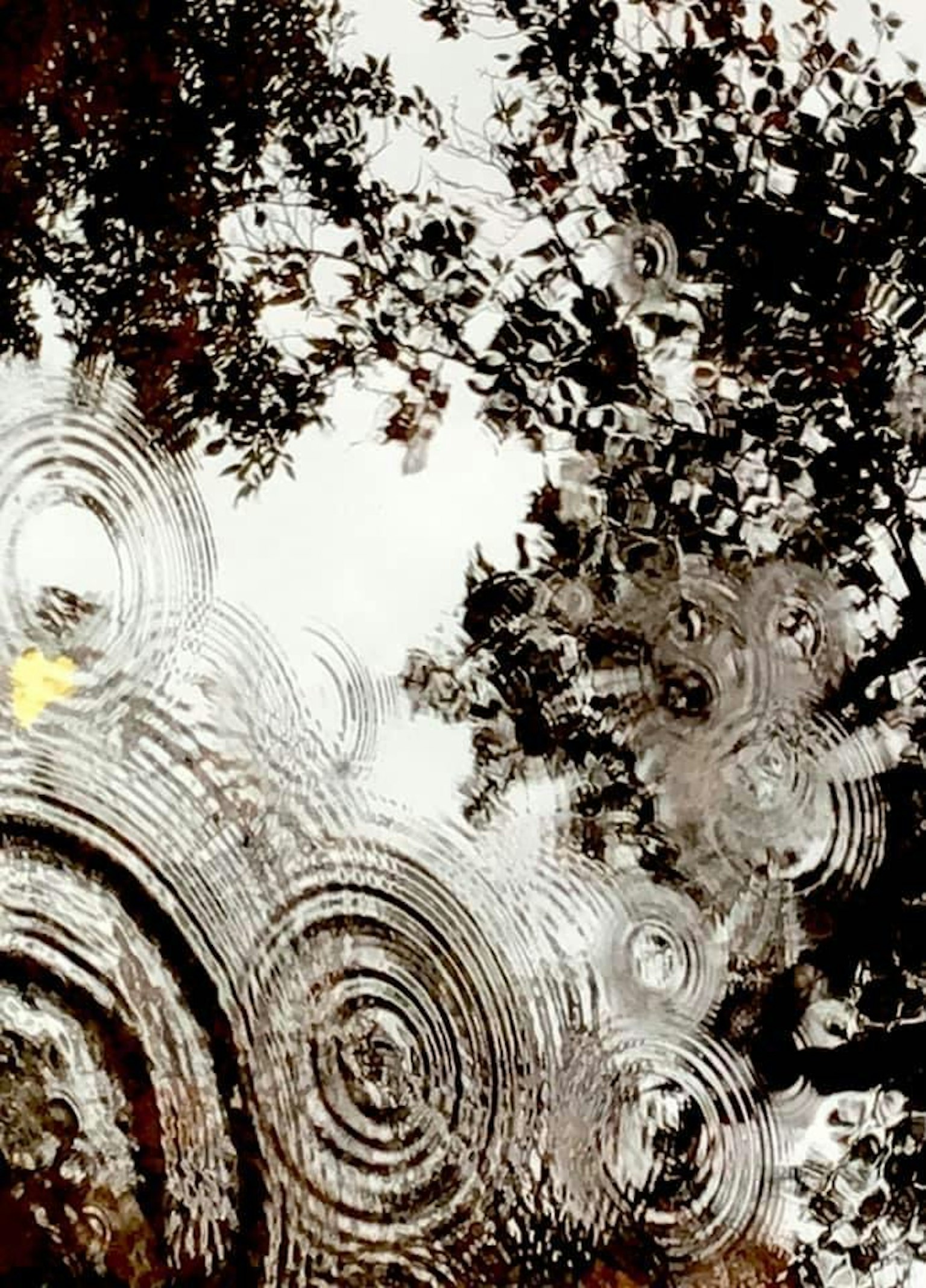 Welligkeit auf der Wasseroberfläche, die Baumschatten reflektiert