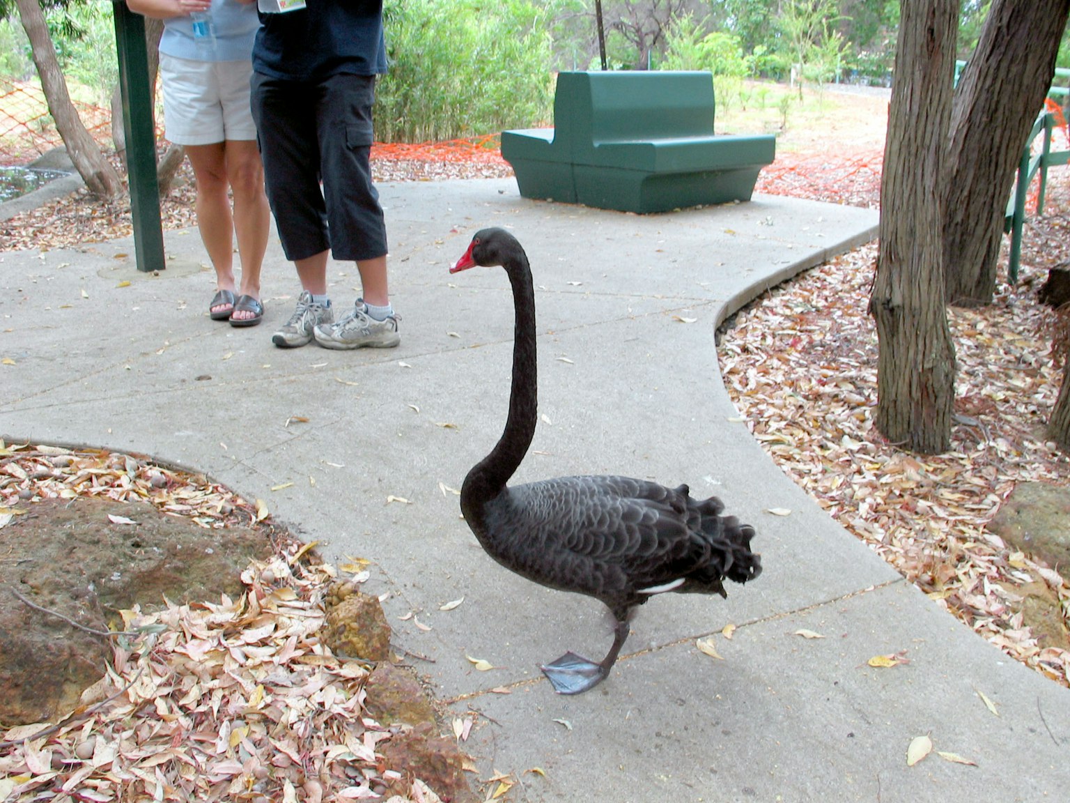 Un cygne noir marchant près de personnes dans un parc