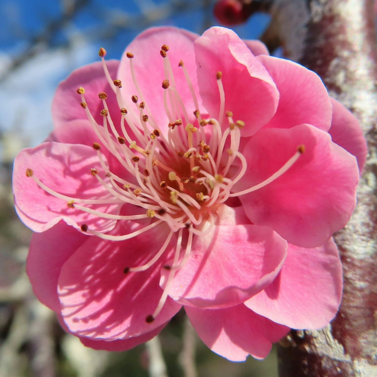 Hermosa flor de durazno floreciendo bajo un cielo azul