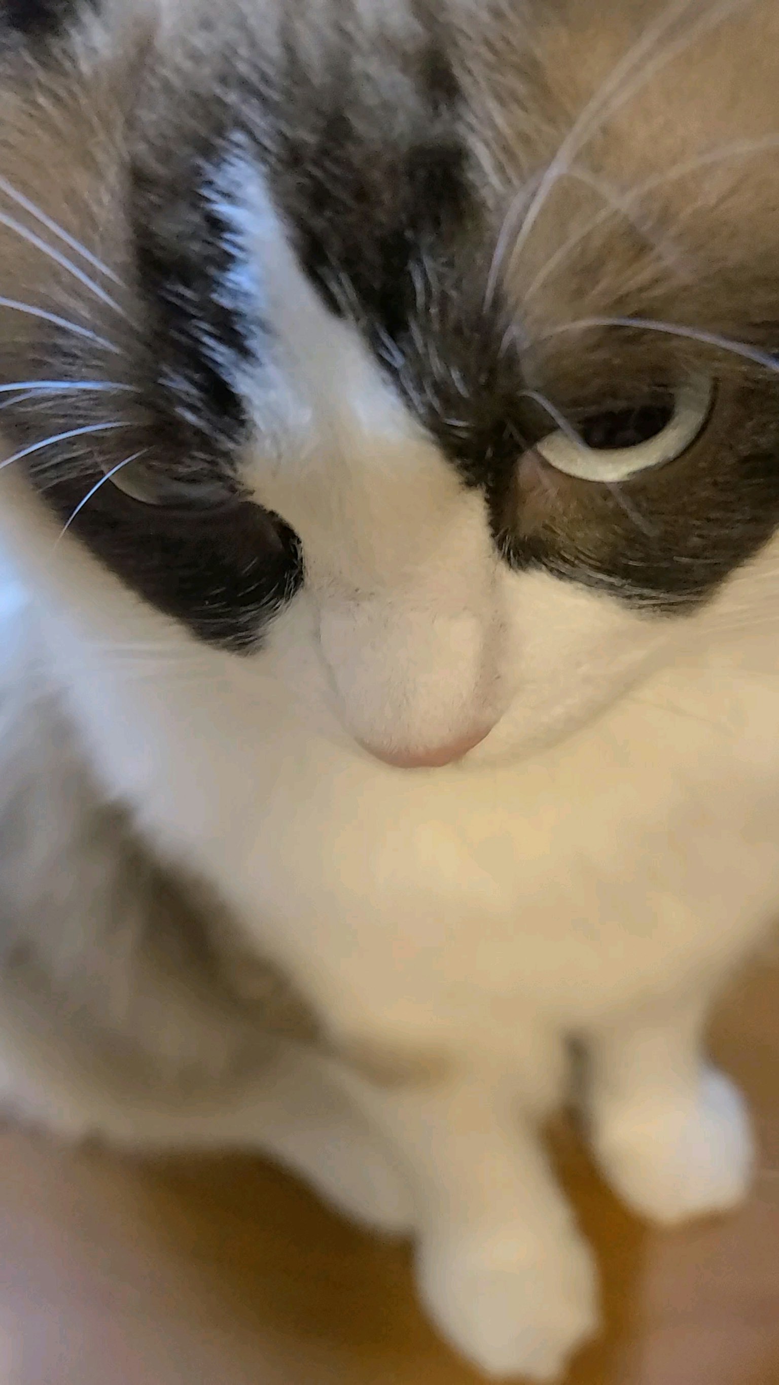 Close-up image of a cat with white and gray fur
