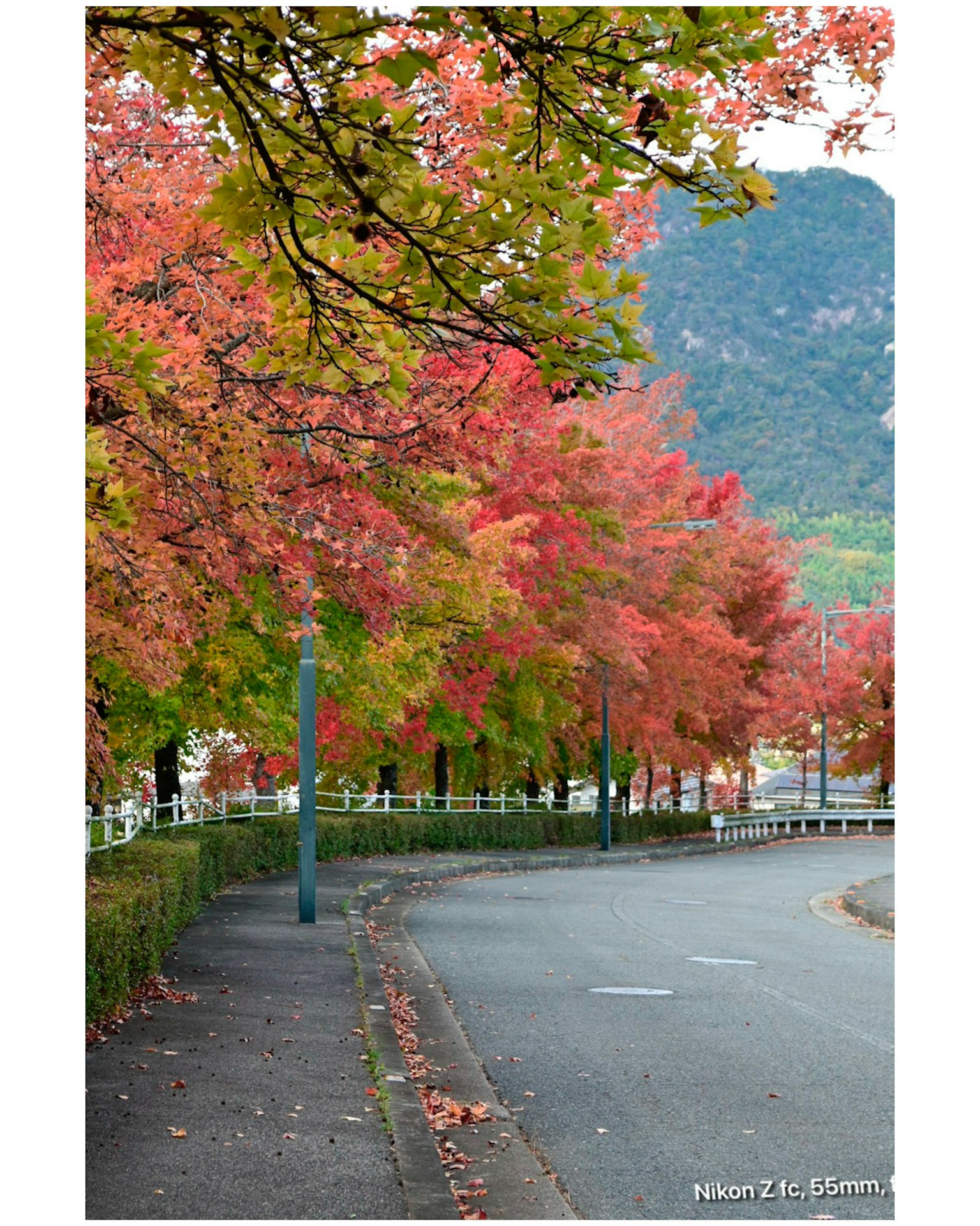 Kurvenstraße umgeben von herbstlichem Laub
