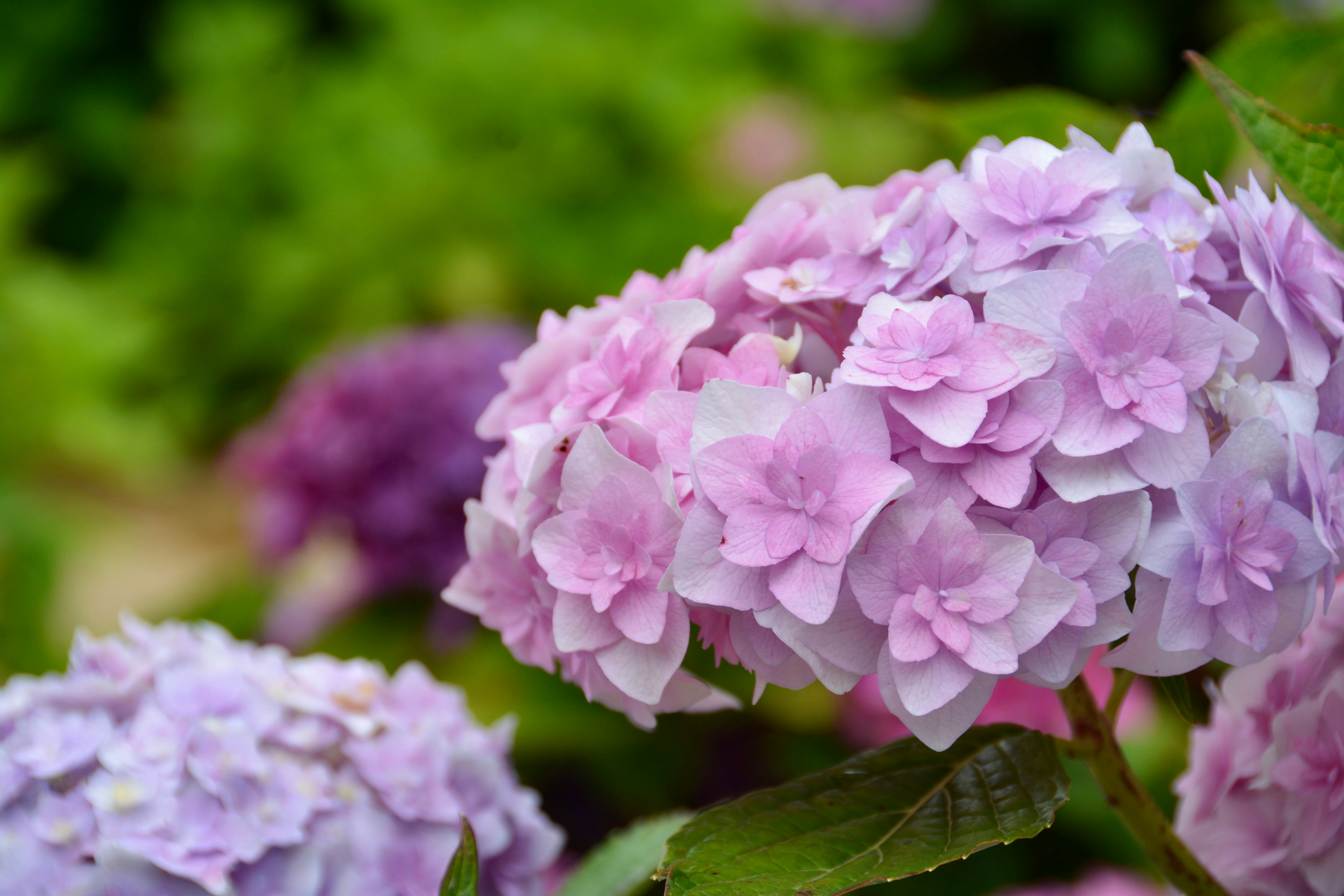 雨の季節の紫陽花の花房のクローズアップ