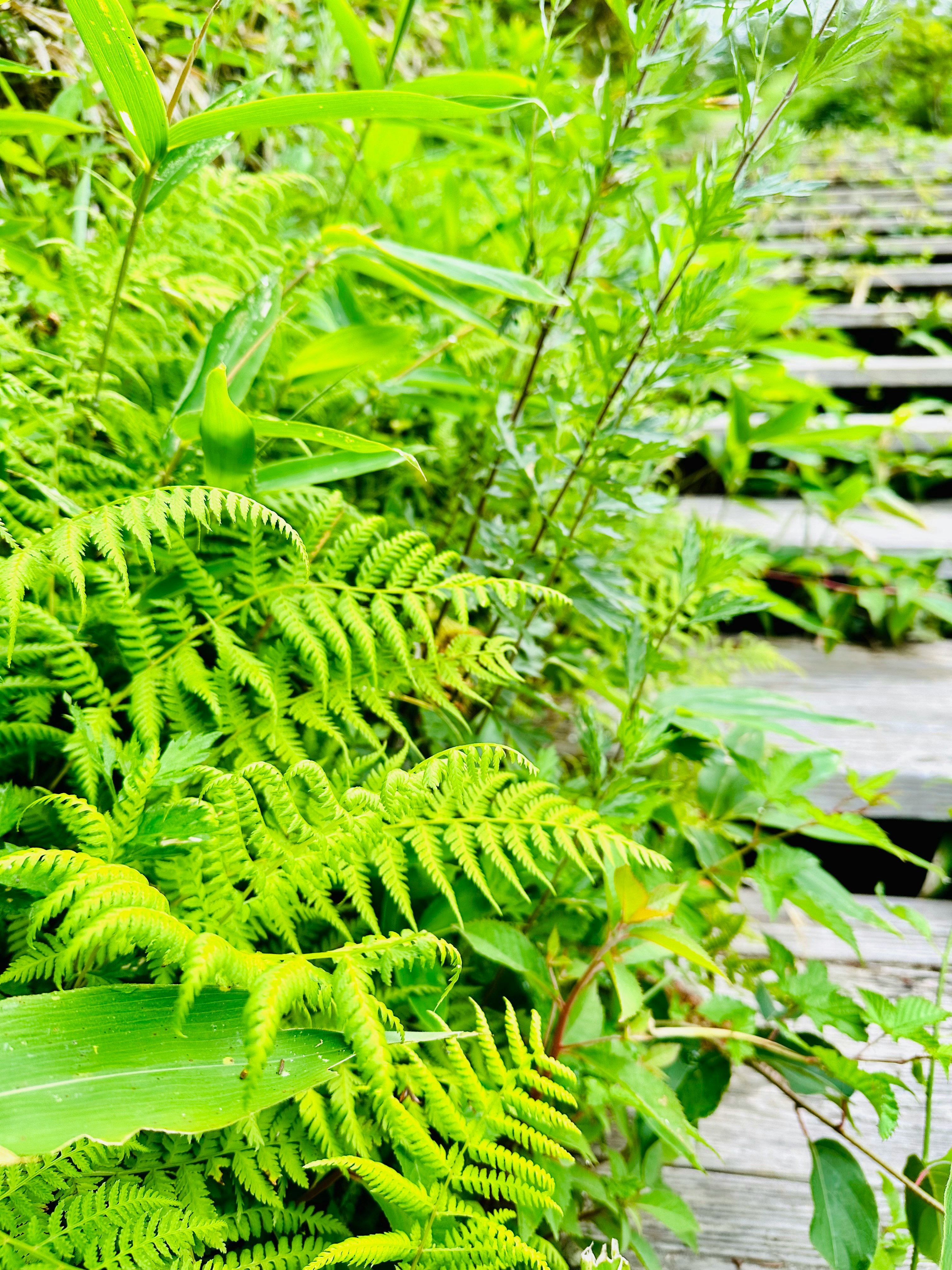 緑のシダと草が生い茂る自然の小道