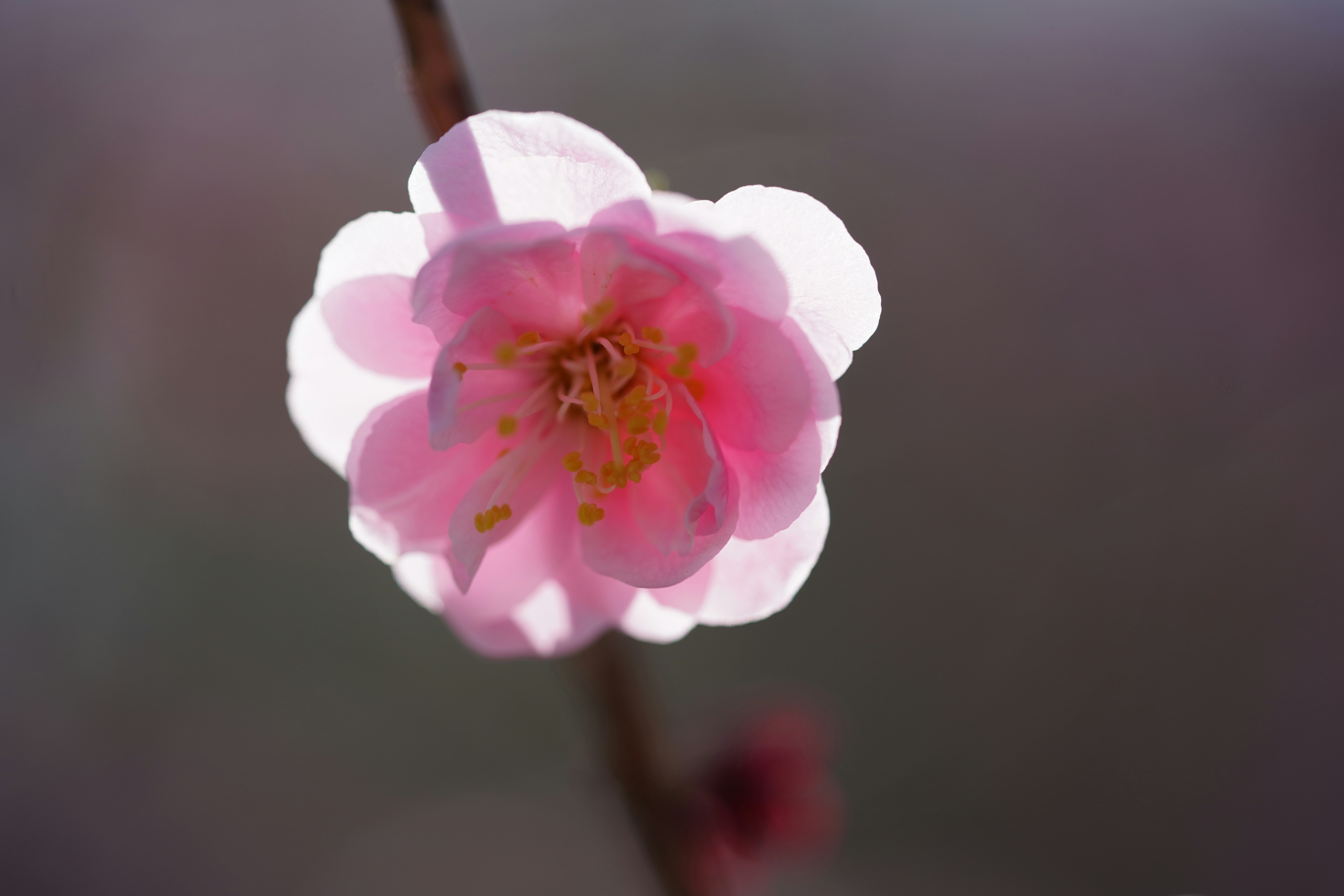 ピンクの花が咲く枝のクローズアップ