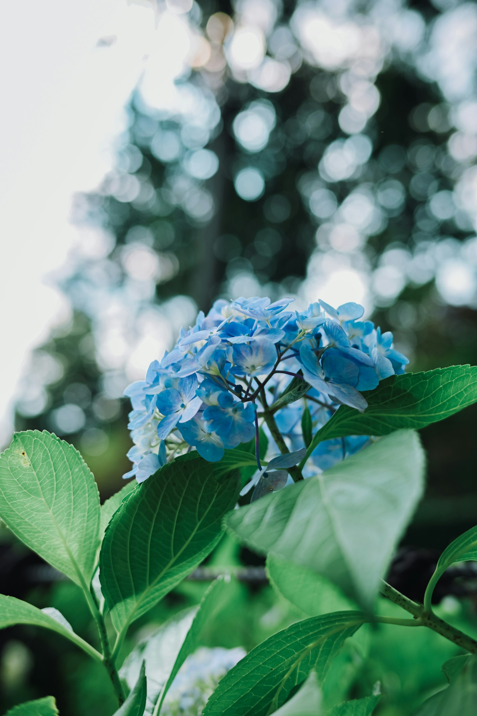 Nahaufnahme einer schönen Pflanze mit blauen Blumen und grünen Blättern