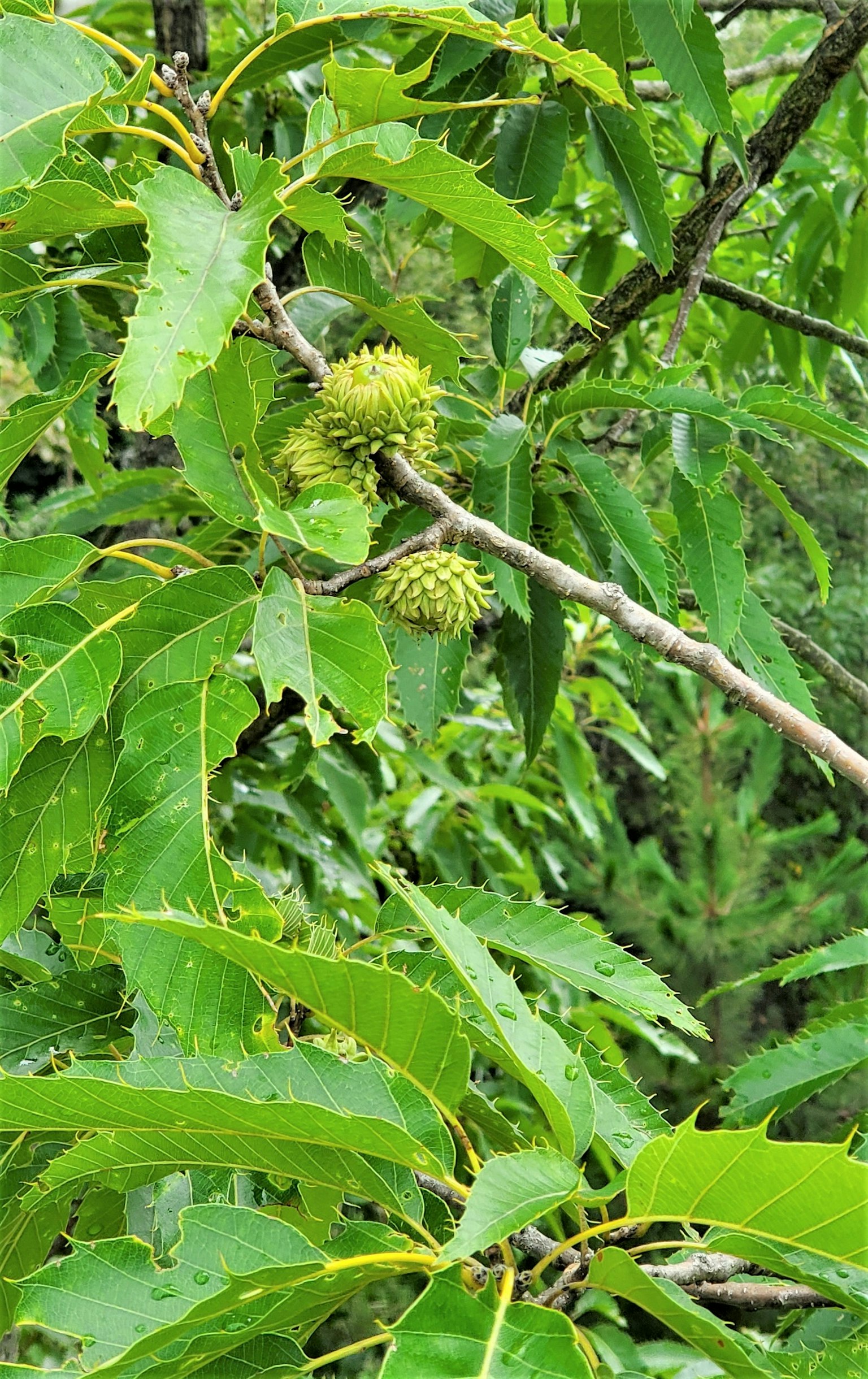 Durian kastanye di antara daun hijau