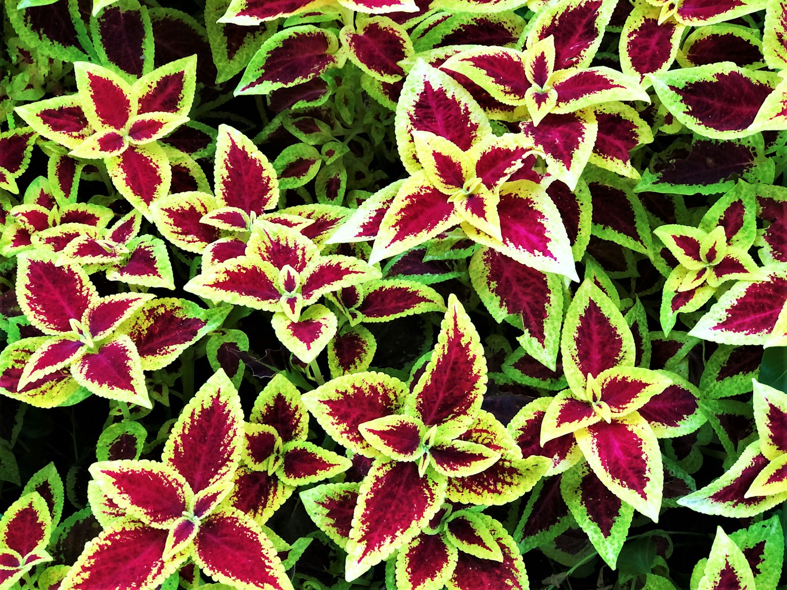 Acercamiento de hojas coloridas de coleus con patrones rojos y verdes