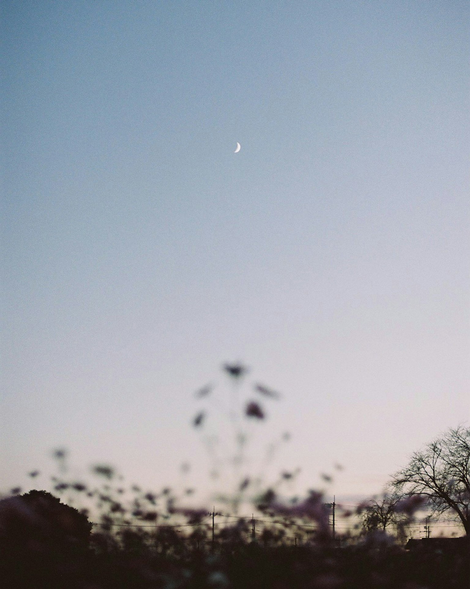 Silhouette floue de fleurs avec une lune croissante dans le ciel crépusculaire