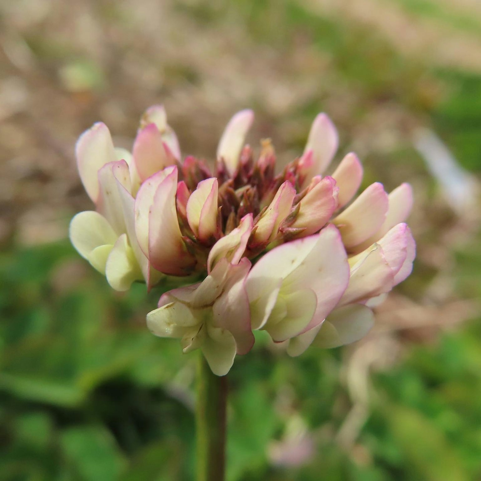 Un delicato fiore di trifoglio dai colori pallidi che sboccia su uno sfondo verde