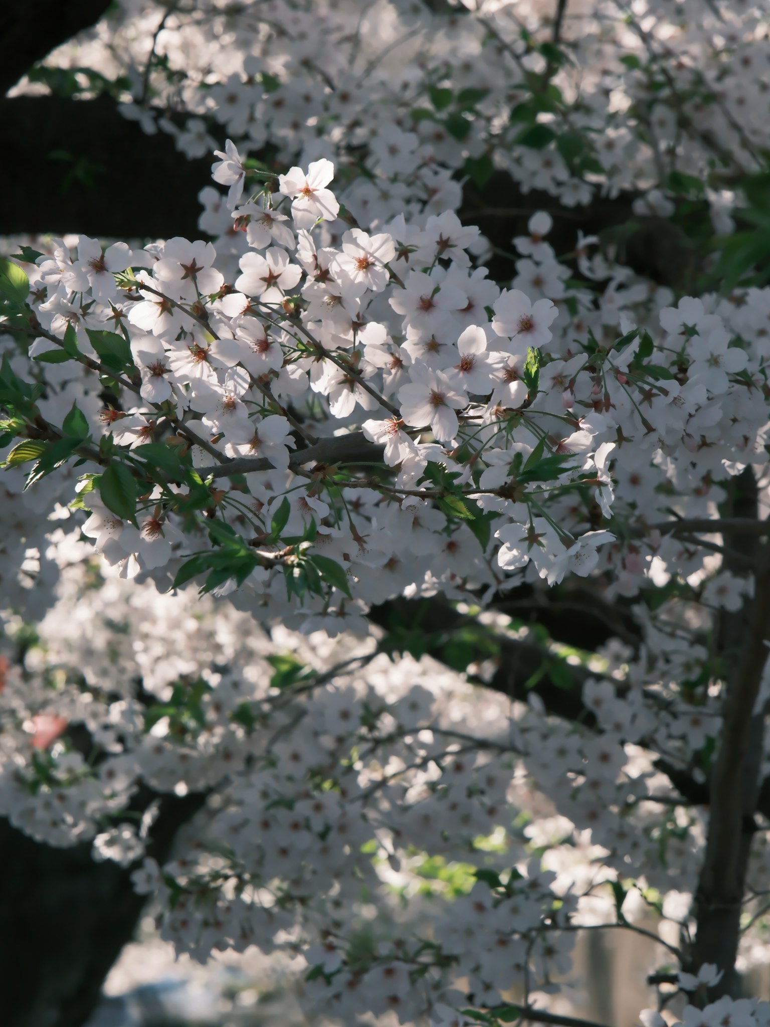 Close-up of cherry blossom flowers on a tree