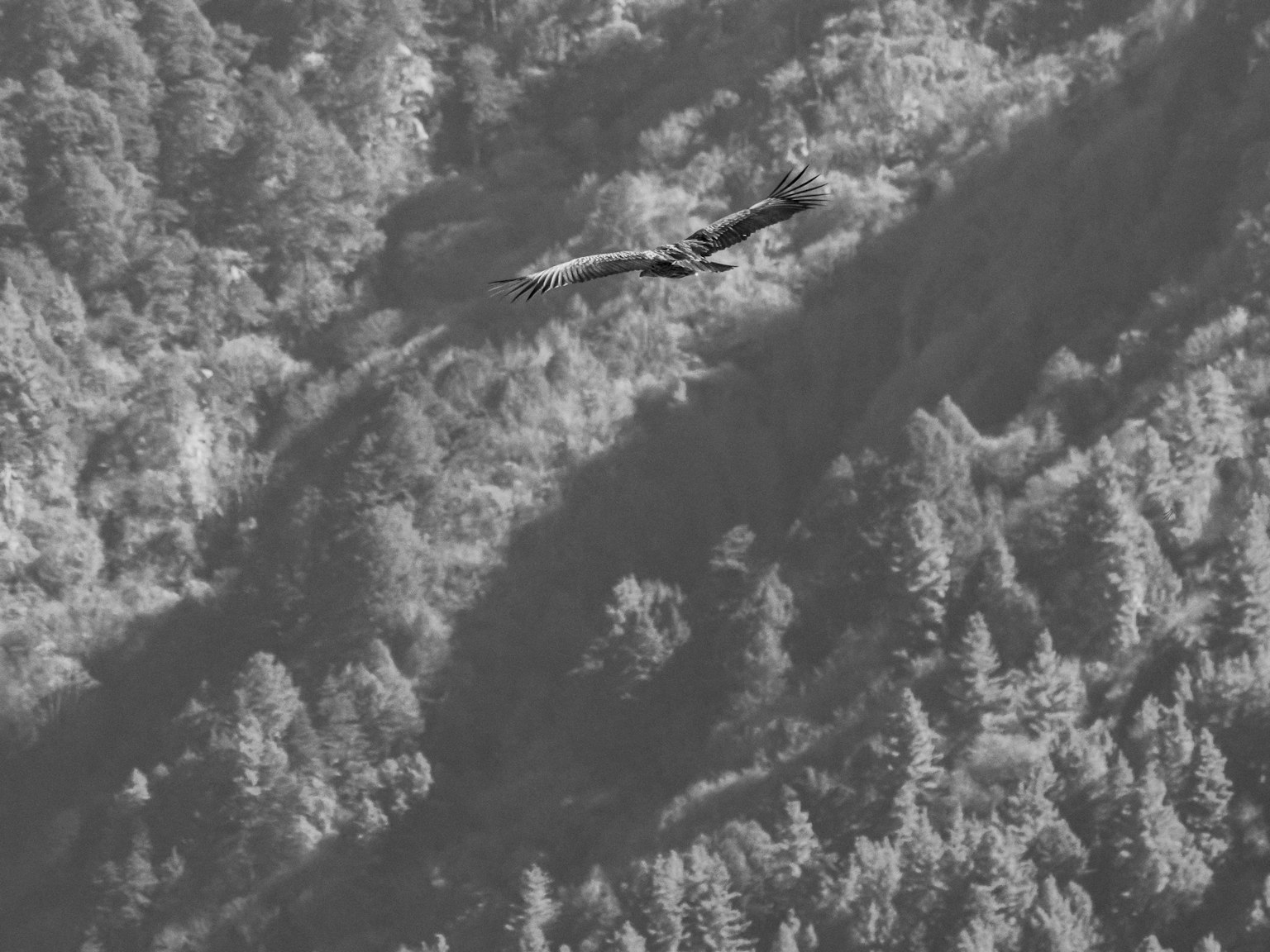 Aigle planant au-dessus d'un paysage montagneux en noir et blanc