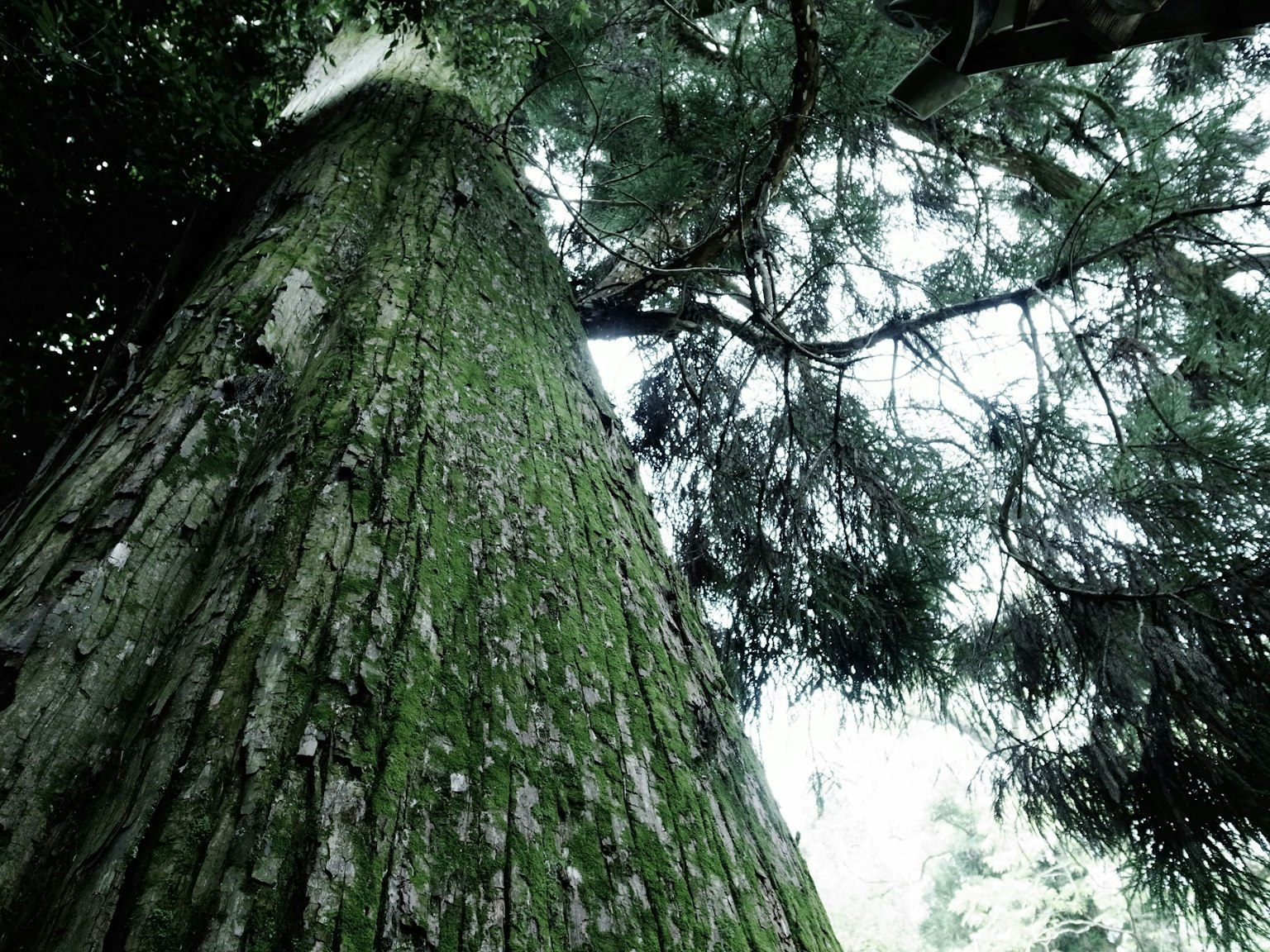 Vue de bas vers le tronc d'un grand arbre avec des nuances de bleu et de mousse verte