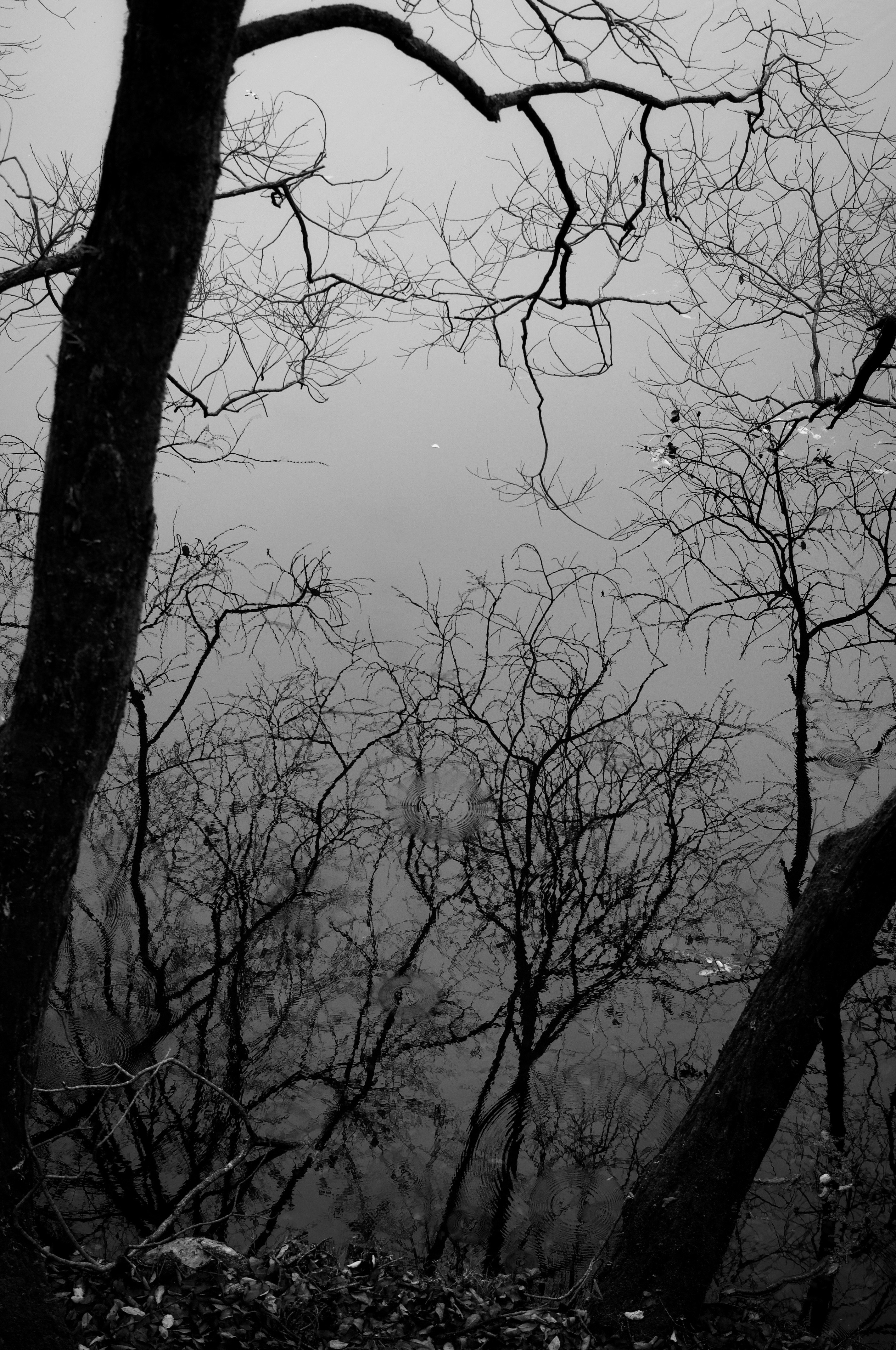 Foggy winter forest branches and tree trunks in silhouette