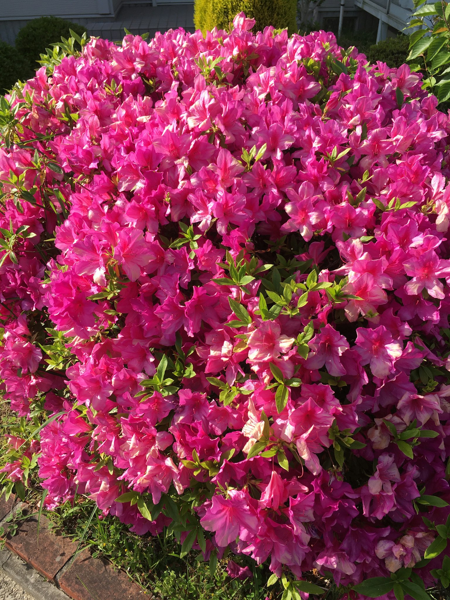鲜艳粉色开花的杜鹃花灌木