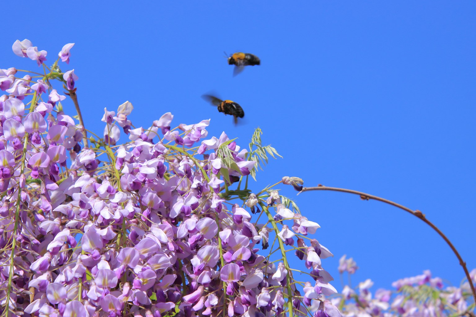 Purple wisteria flowers with bees against a blue sky