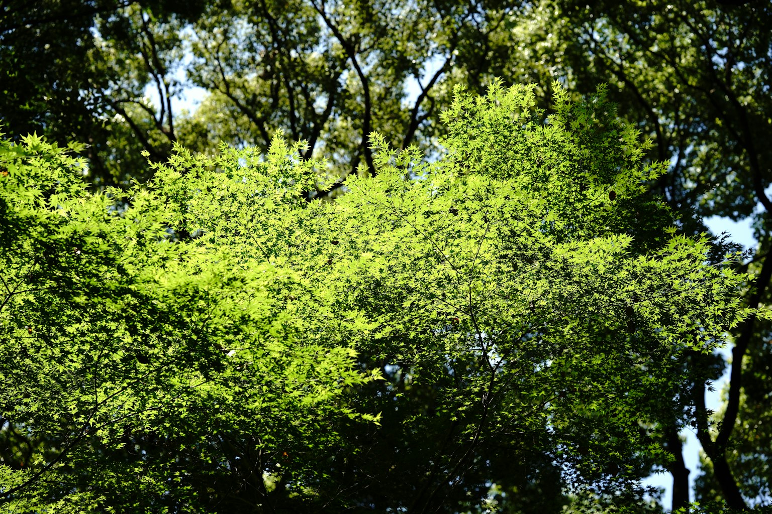 Ein lebendiges Blätterdach mit üppigem grünem Laub und durchscheinendem Sonnenlicht