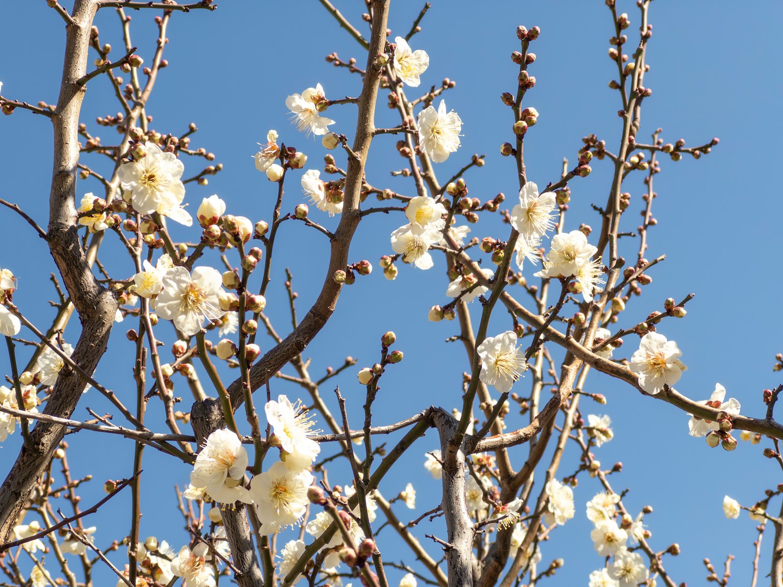 Ramas con flores blancas contra un cielo azul