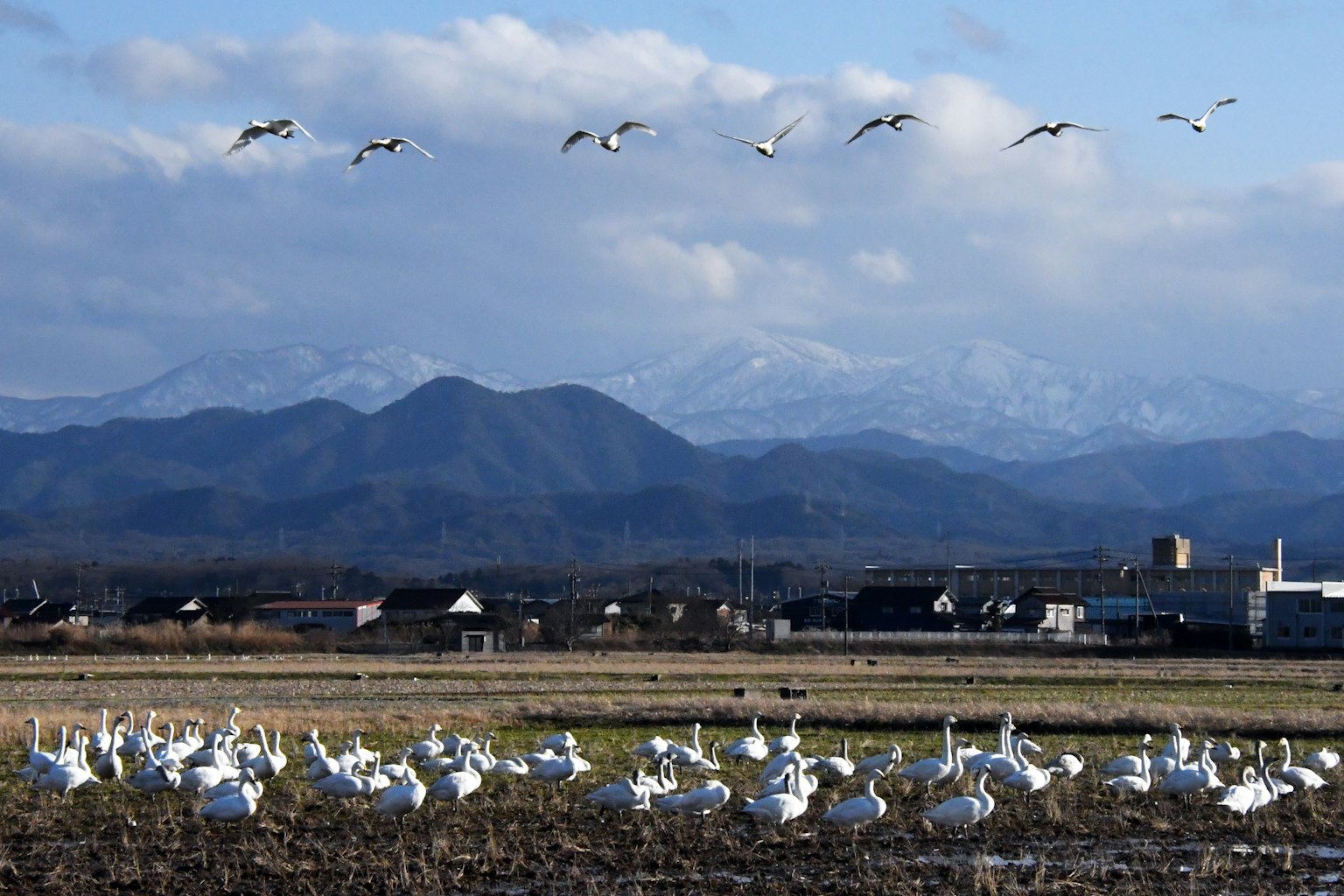 Eine Gruppe von Schwänen in einem Reisfeld mit schneebedeckten Bergen im Hintergrund