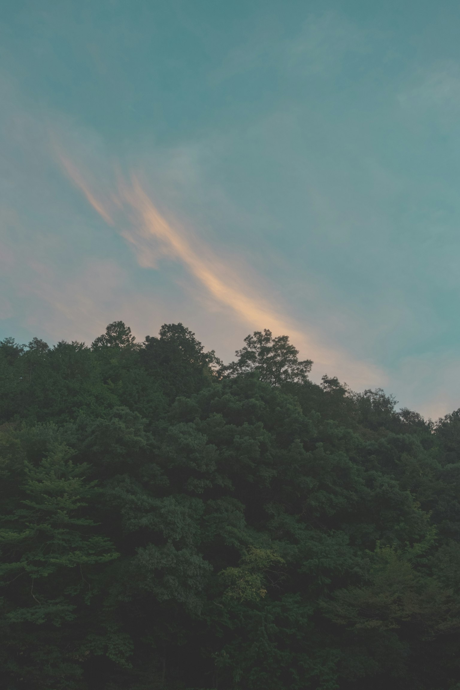 蓝天和绿色树木的风景