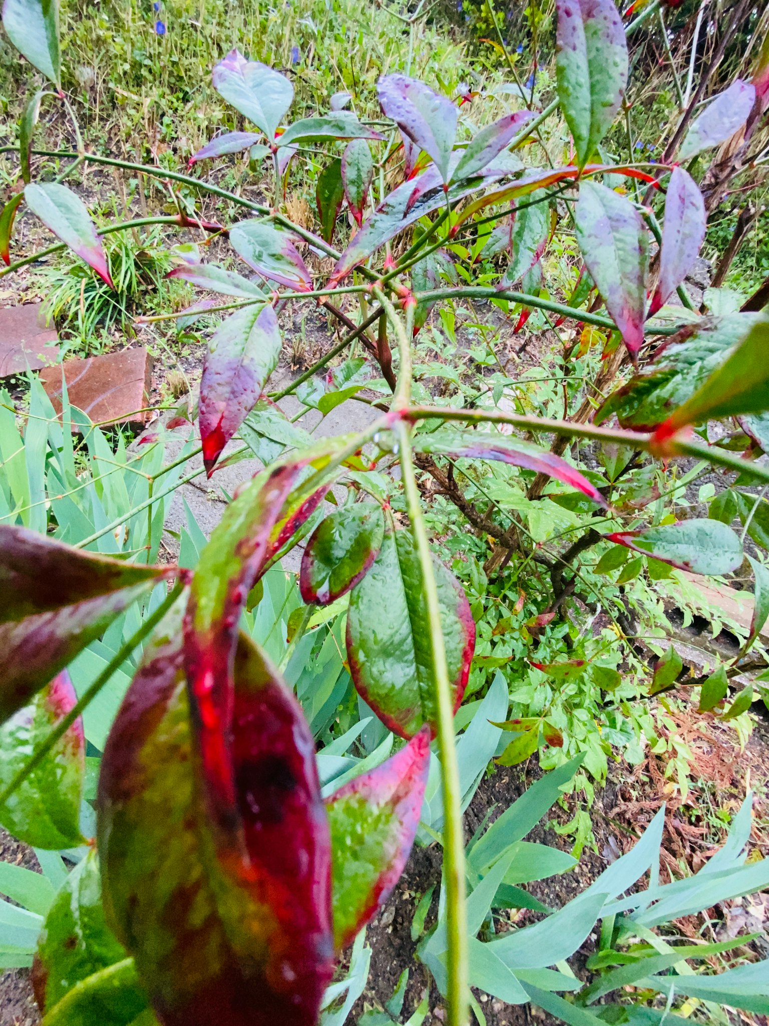 Primer plano de una planta con hojas verdes y rojas que muestra tallos flexibles y estructura de hojas