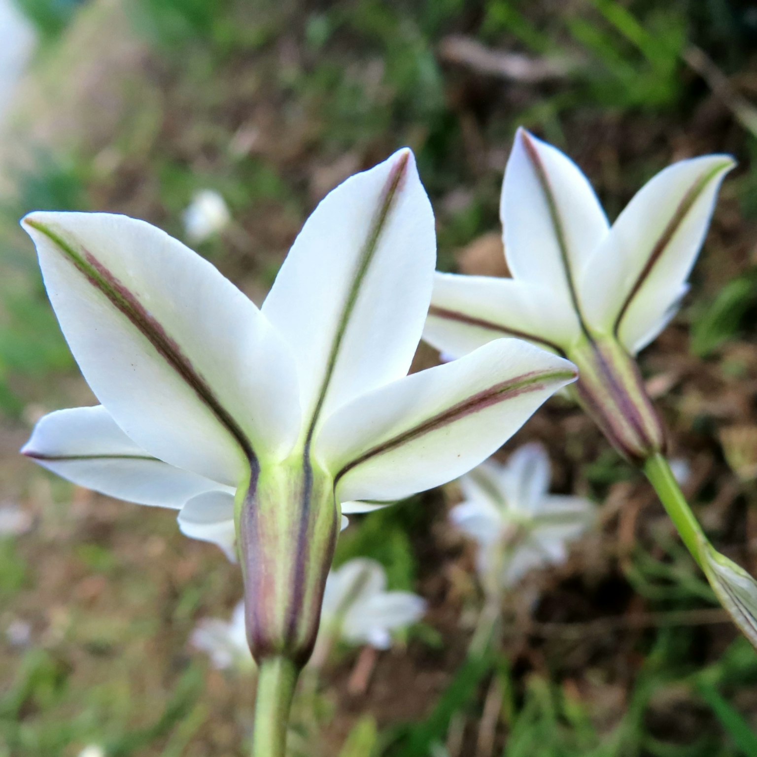 兩朵尖瓣白花在綠色草地上生長