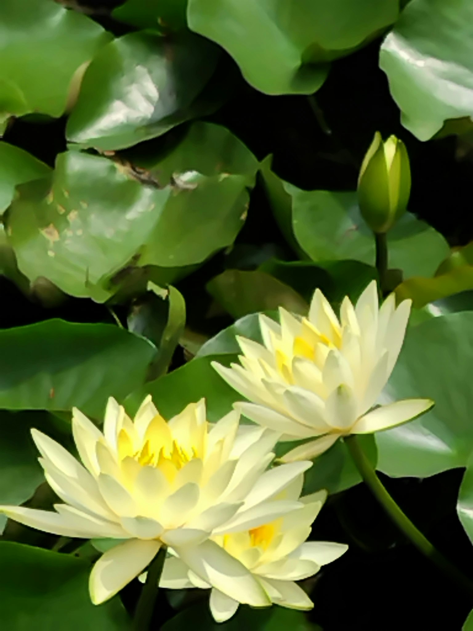 Fiori di loto bianchi con foglie verdi sullo sfondo