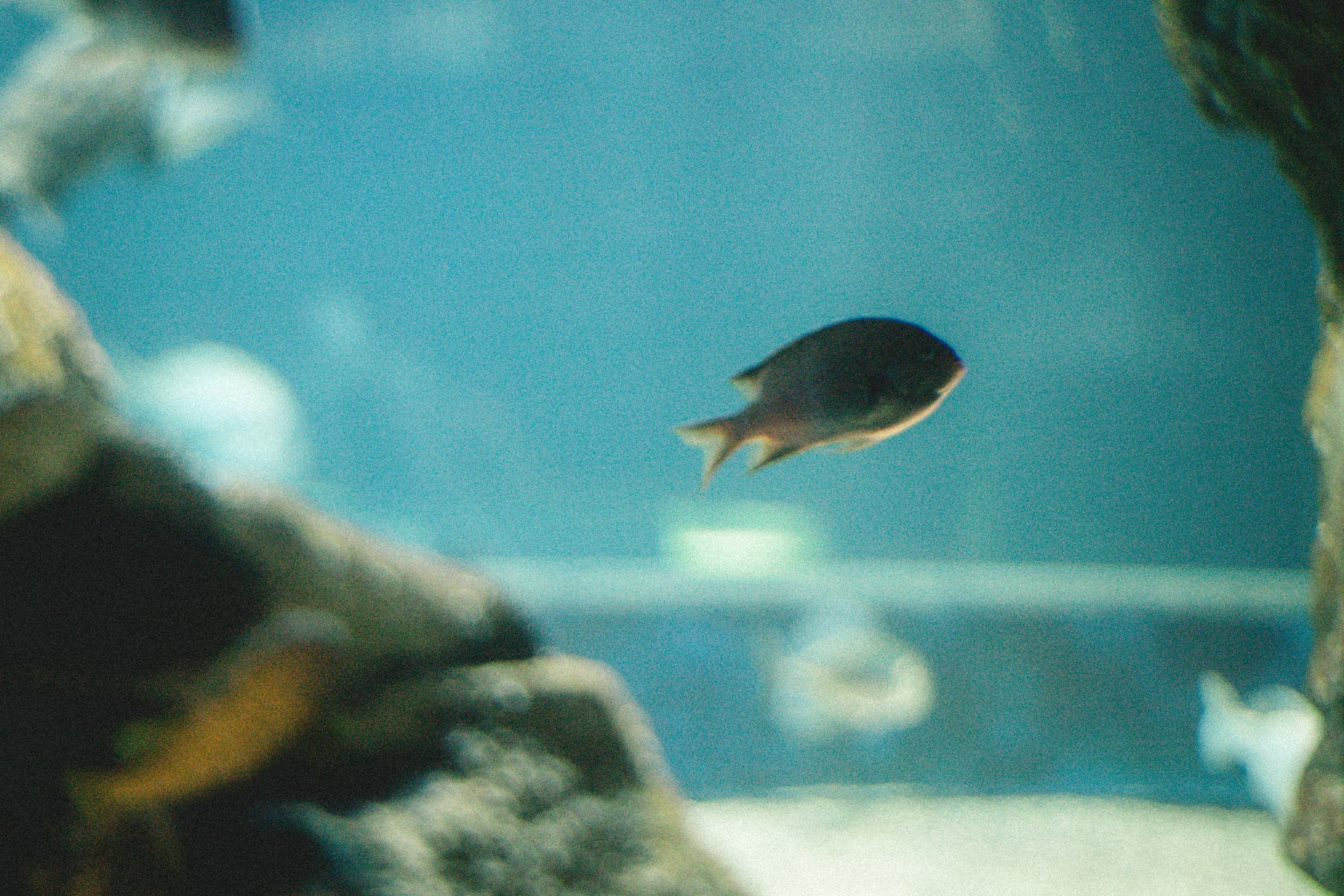 水族箱中游動的小魚的圖像