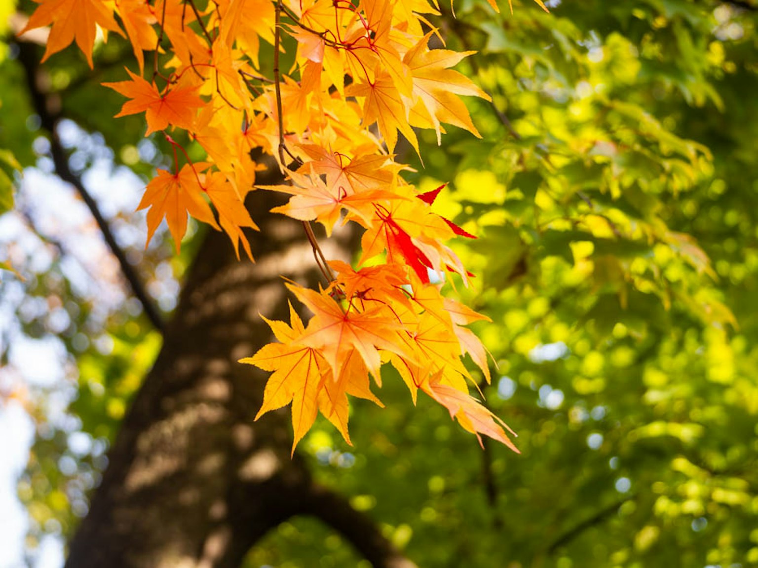 Vibrant orange leaves stand out against a green background in an autumn scene